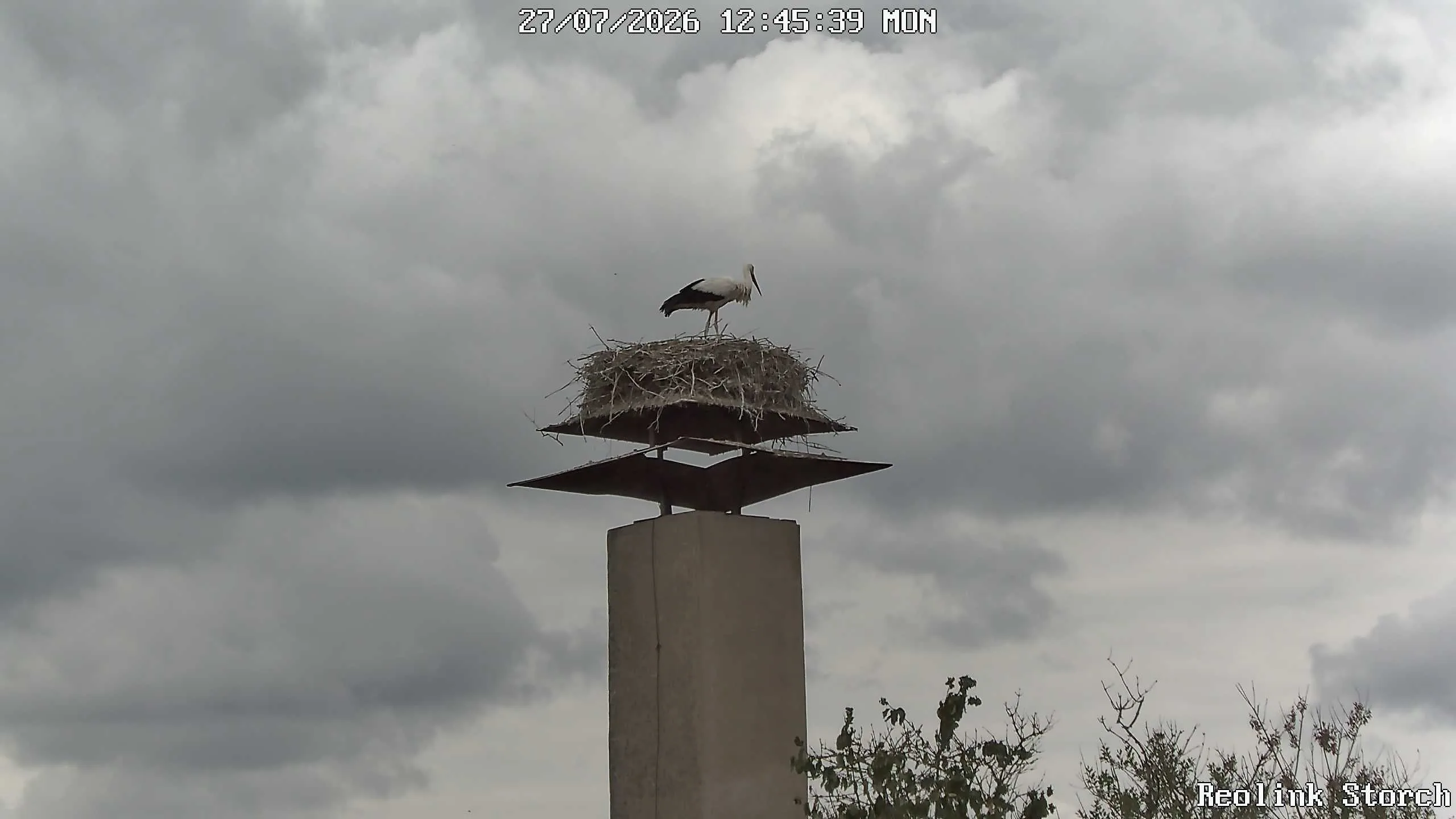 Storchencam Bild