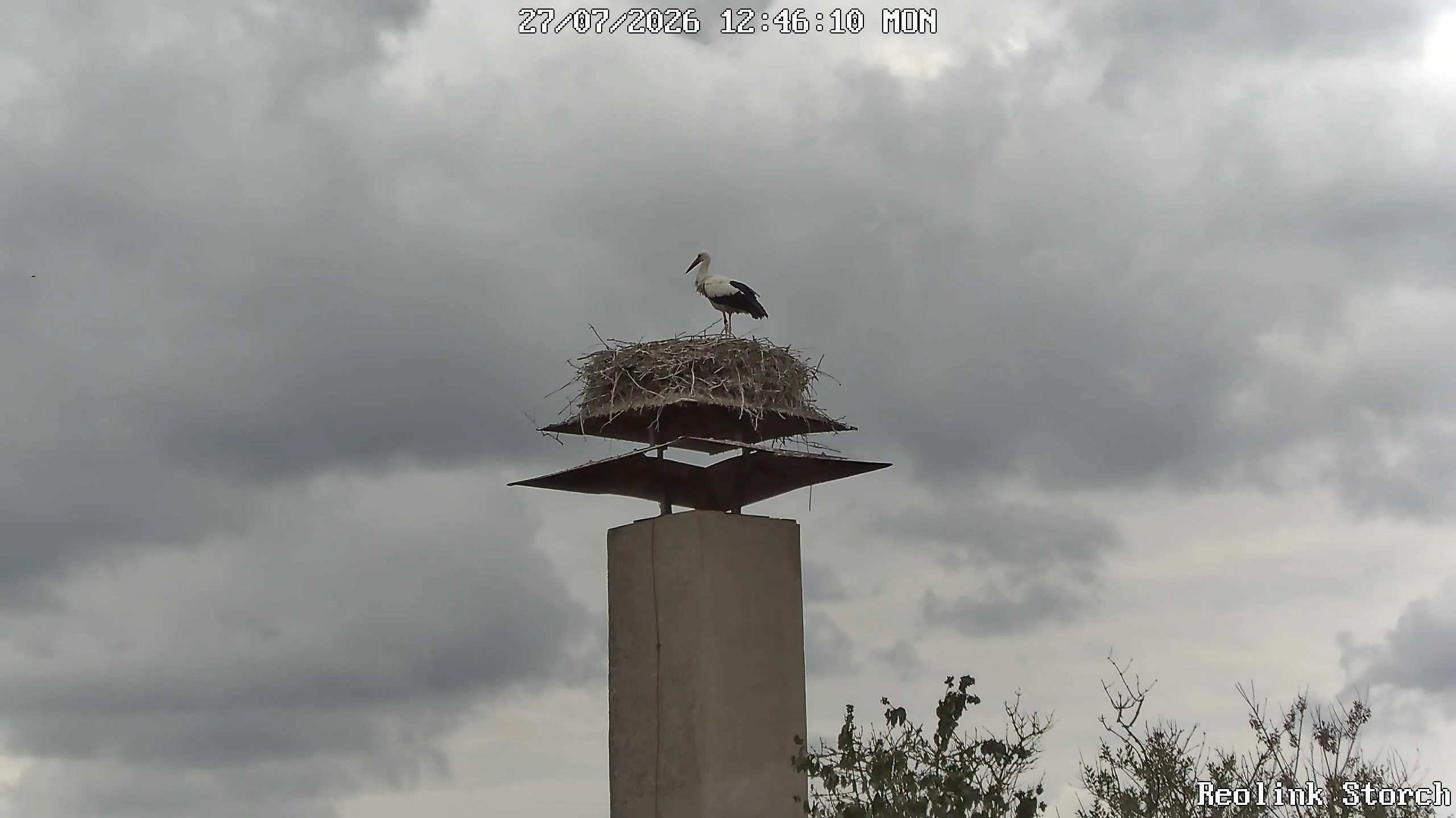 Storchencam Bild