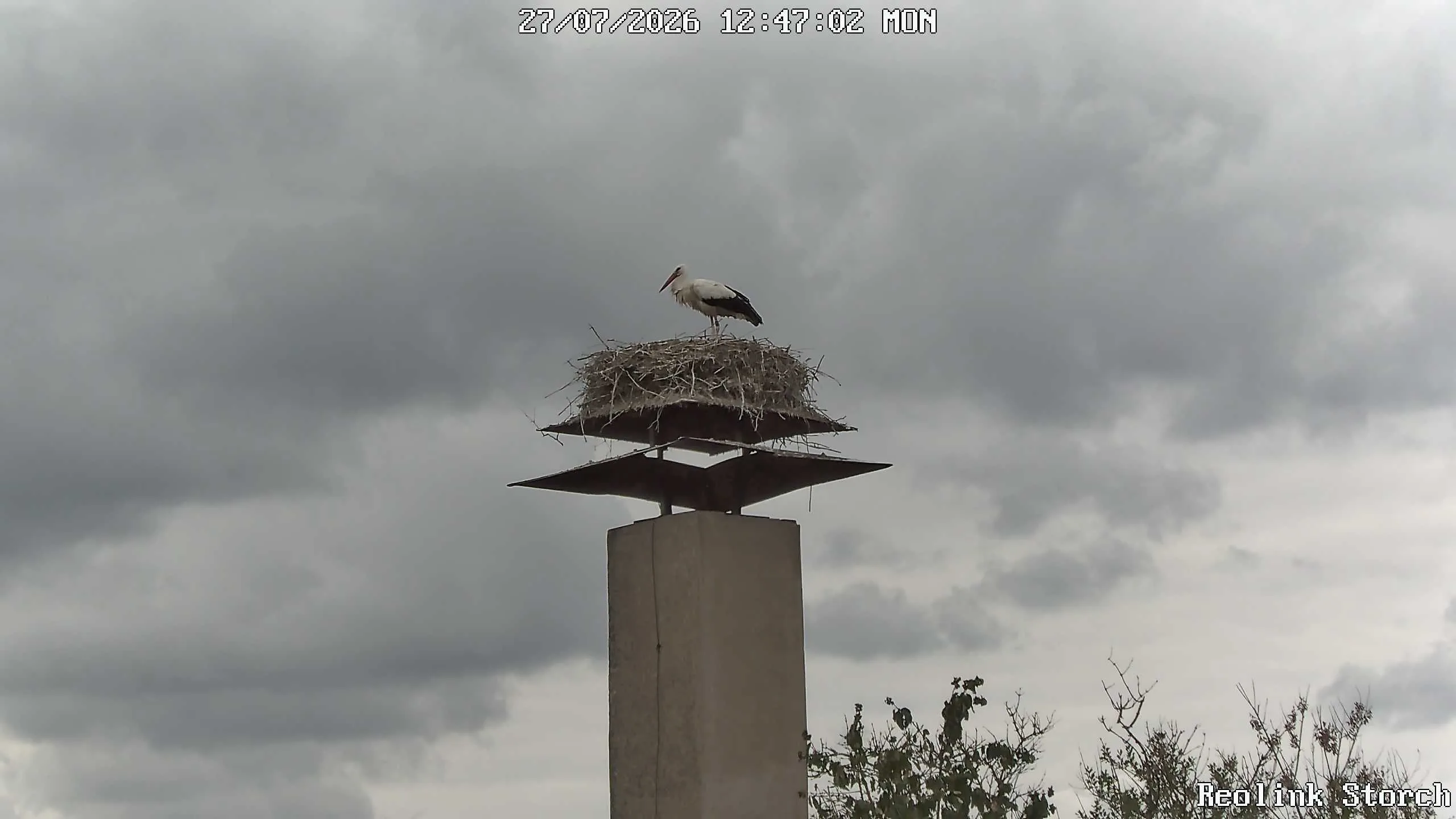 Storchencam Bild