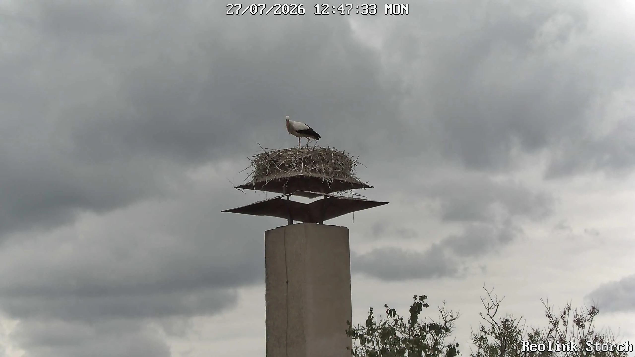 Storchencam Bild