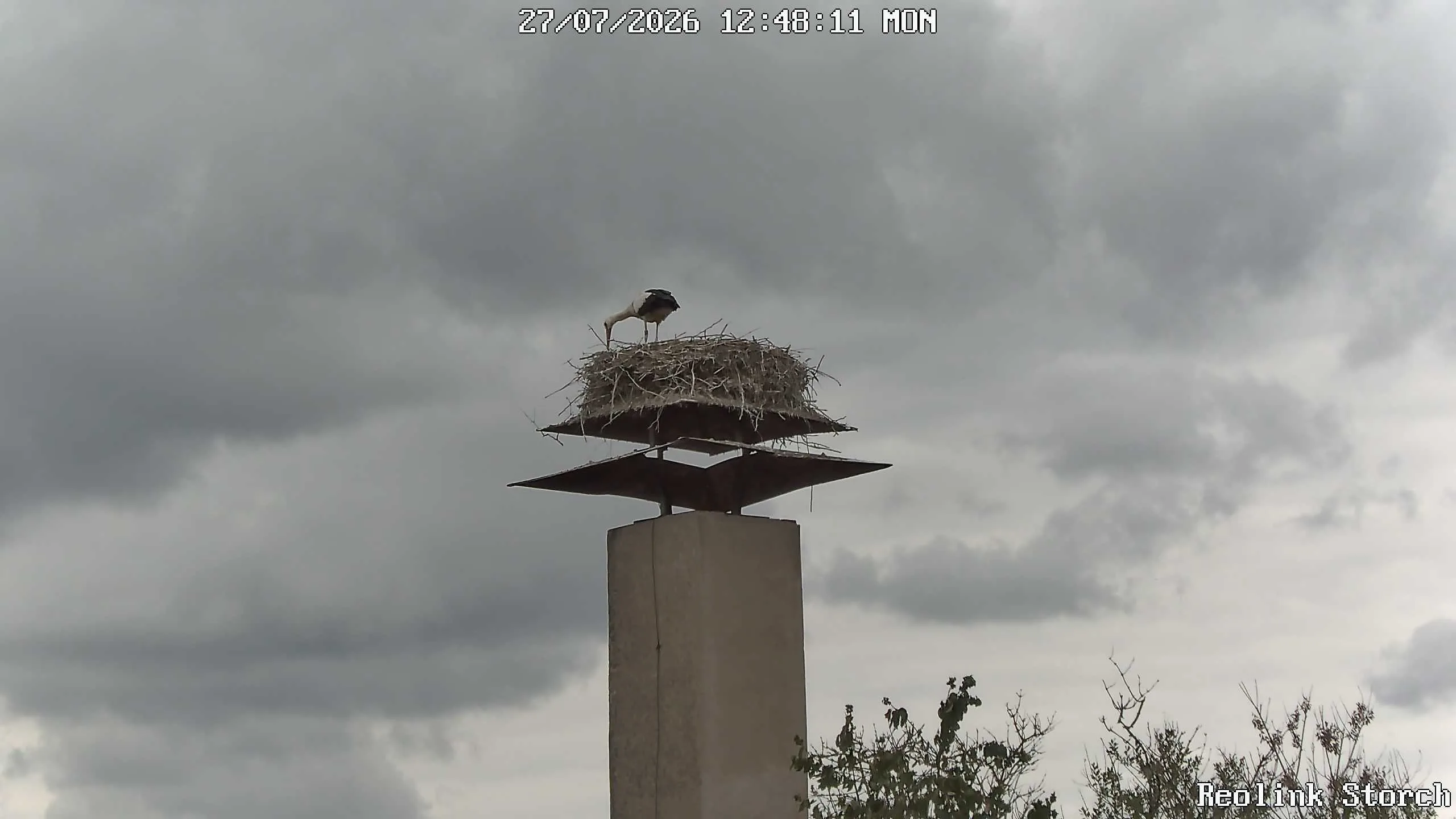 Storchencam Bild