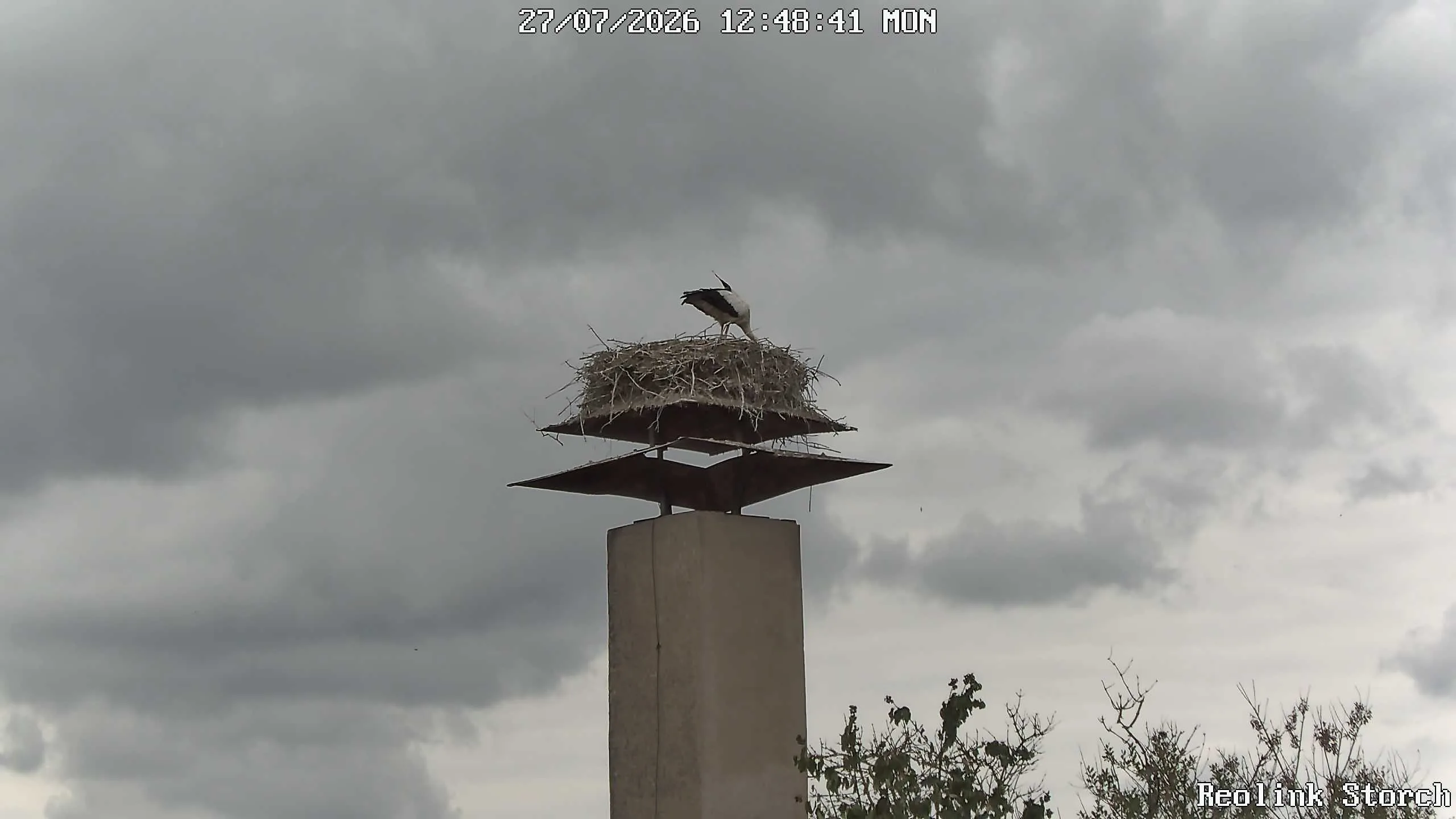 Storchencam Bild