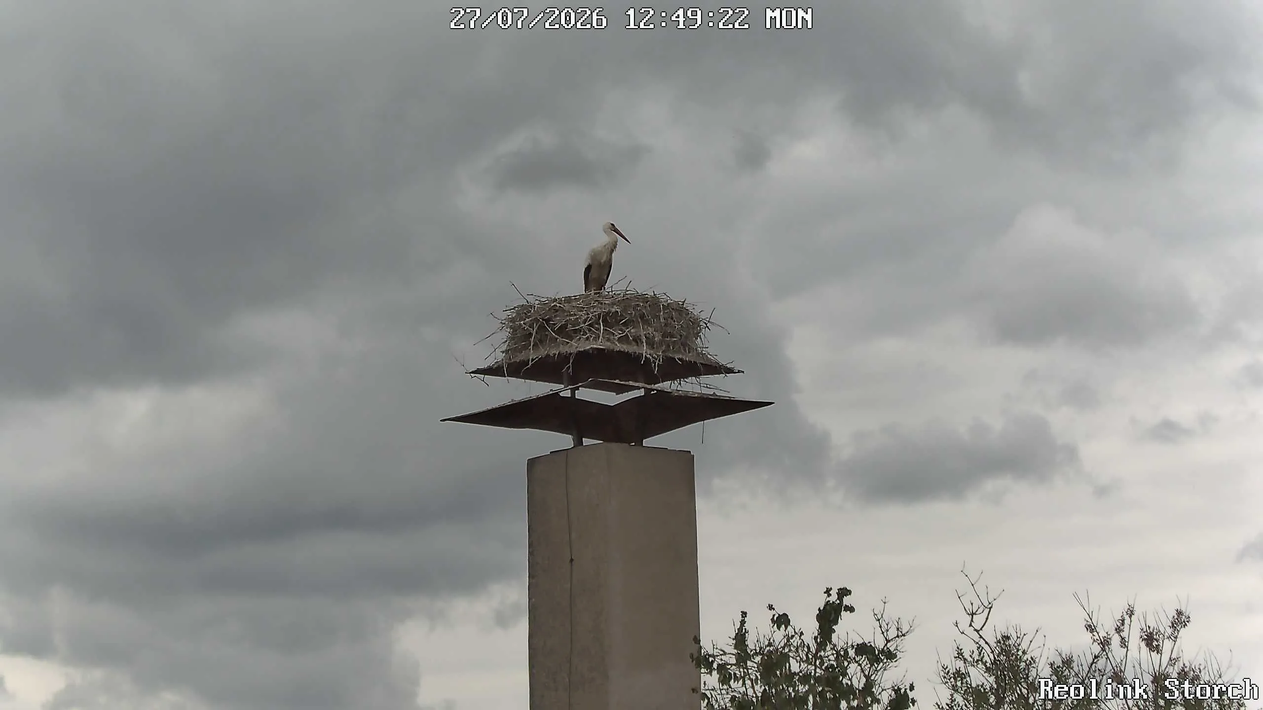 Storchencam Bild