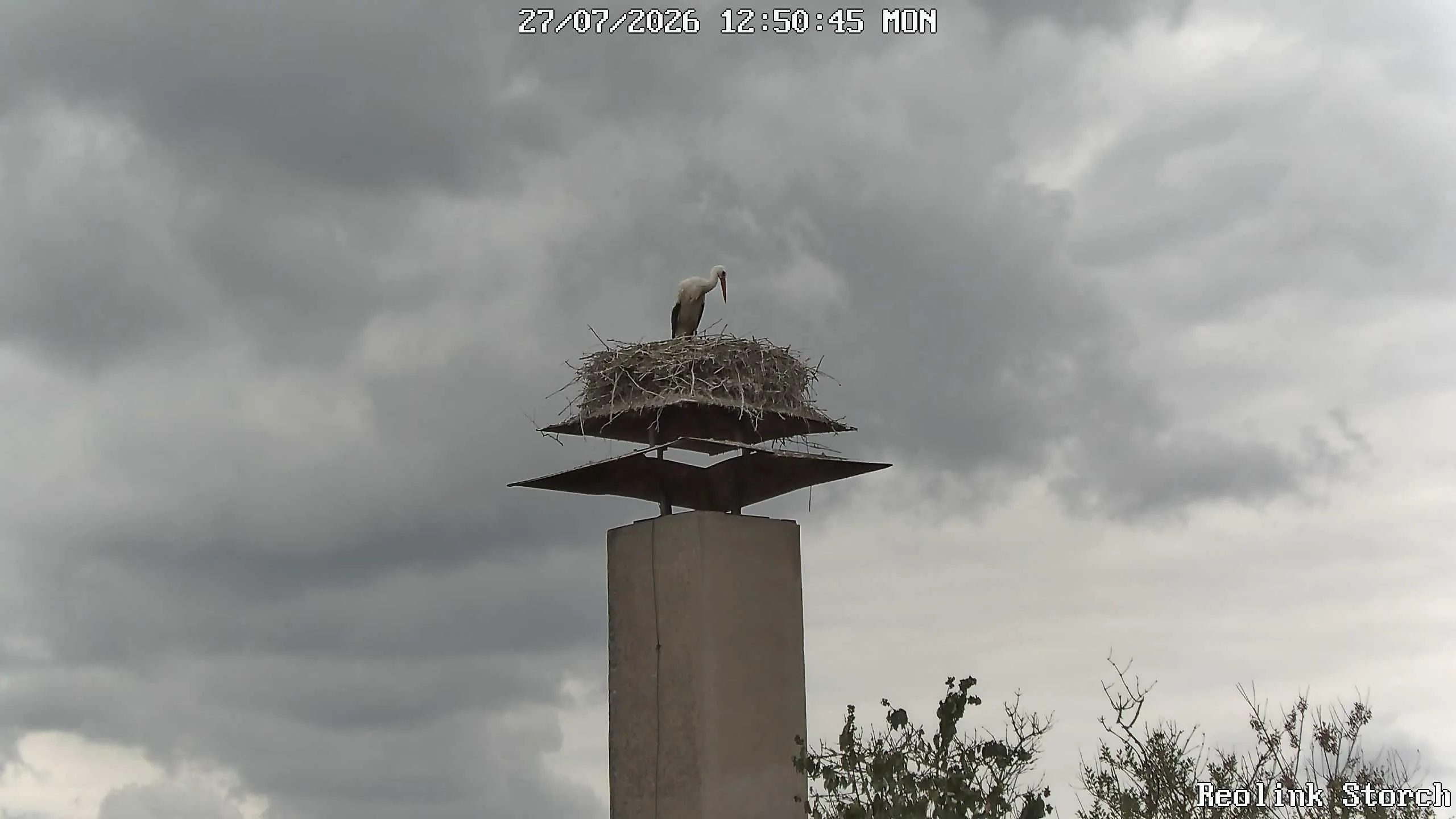 Storchencam Bild