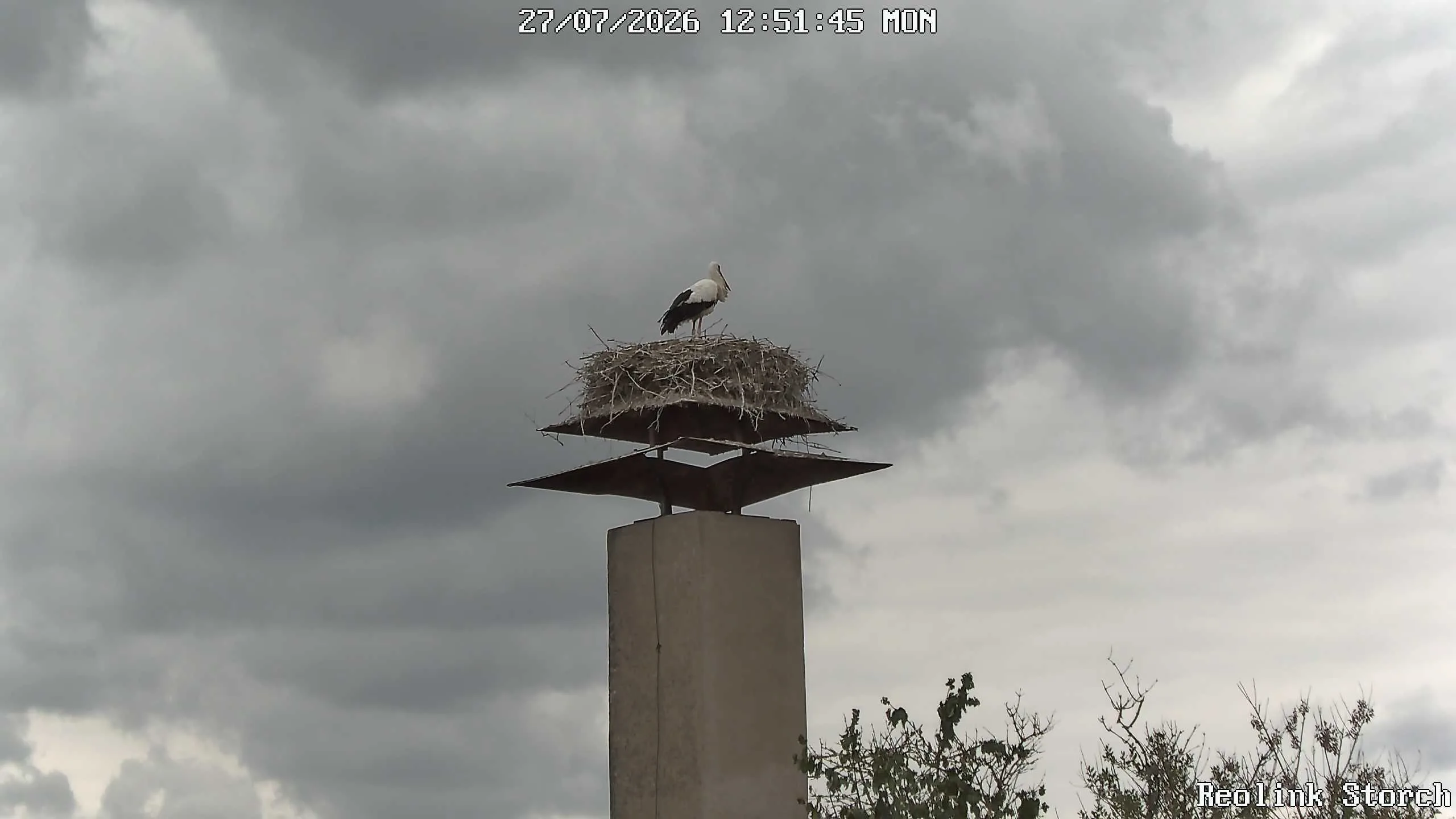 Storchencam Bild