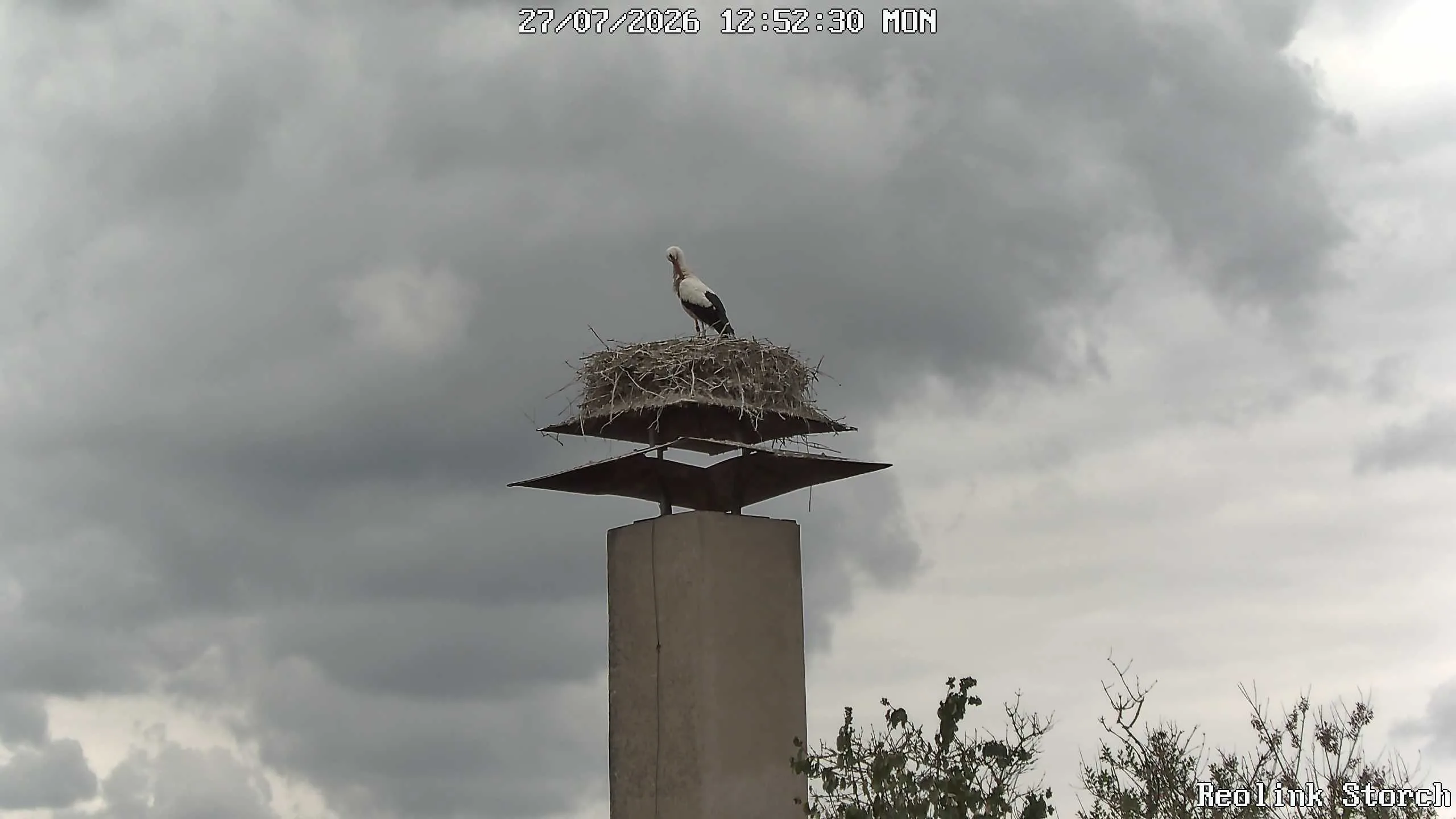 Storchencam Bild
