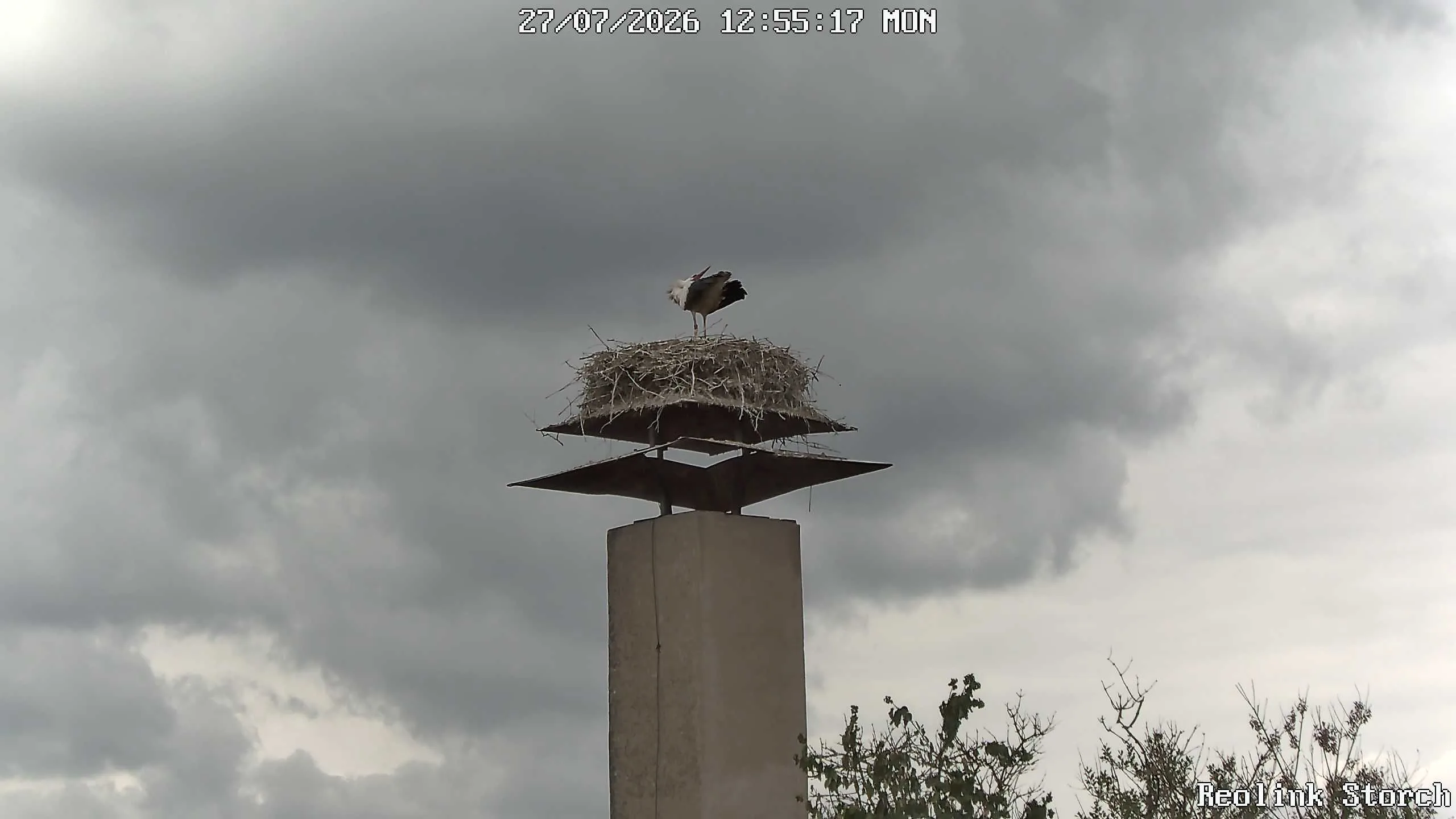 Storchencam Bild