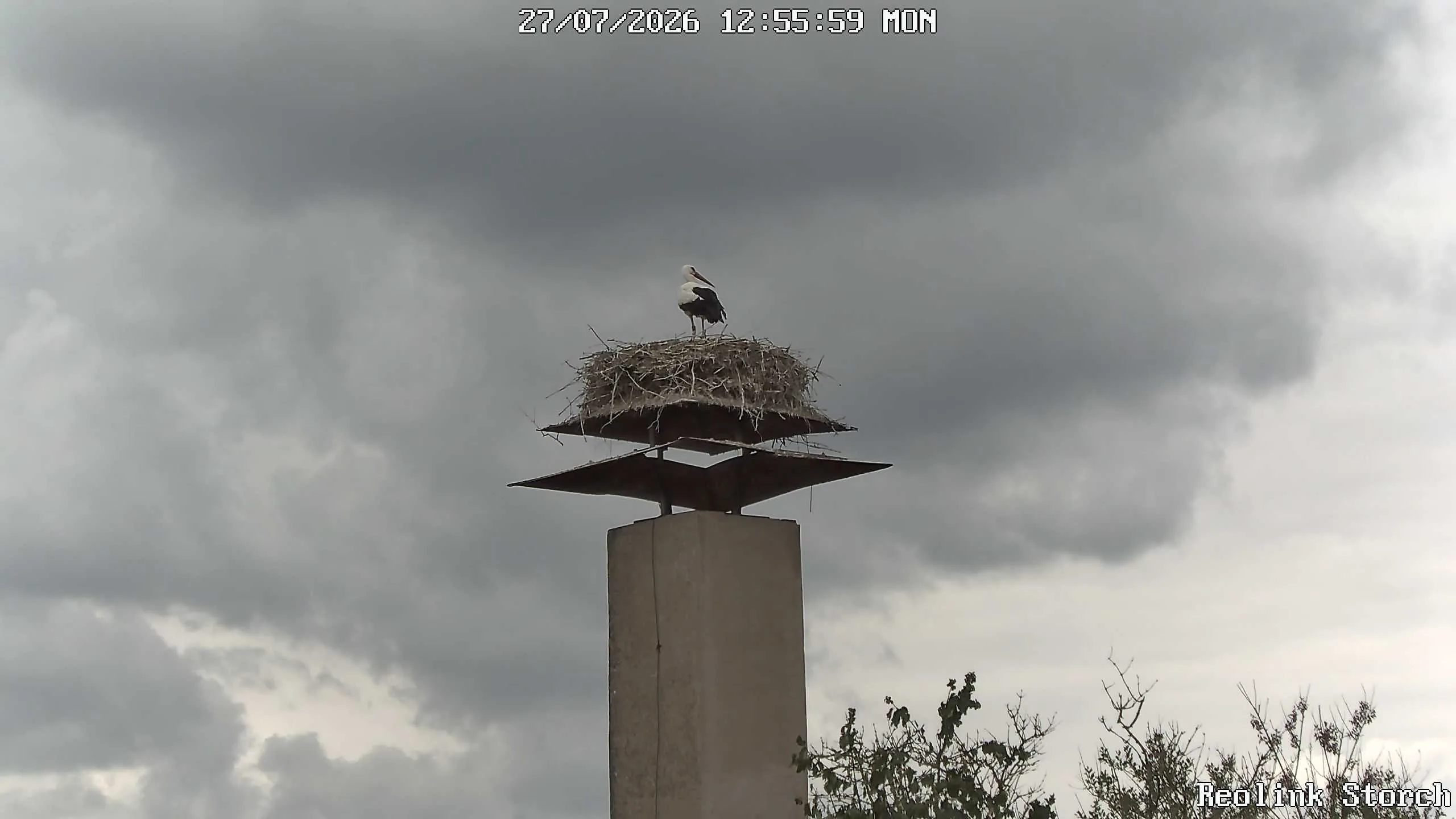 Storchencam Bild