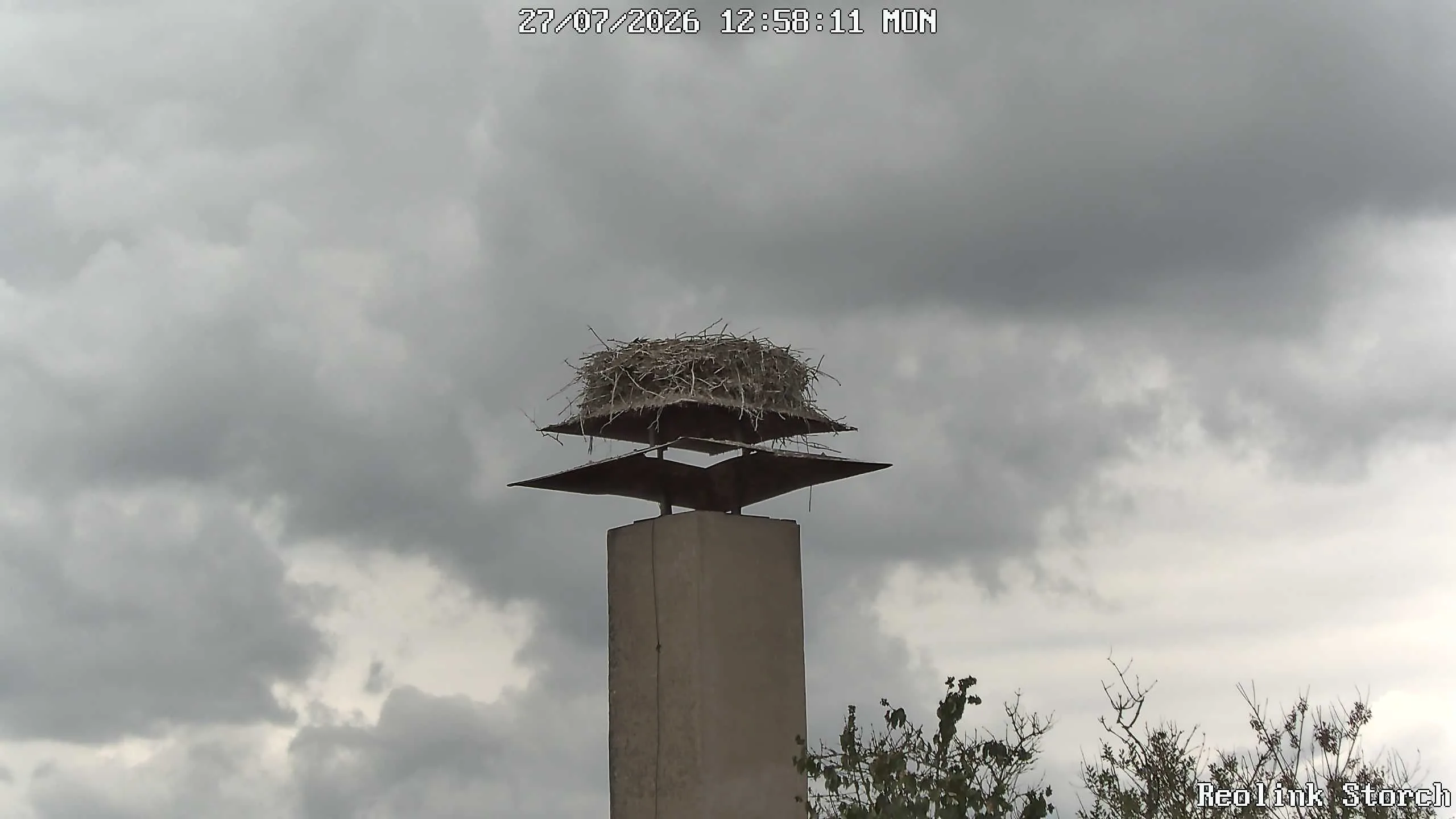 Storchencam Bild