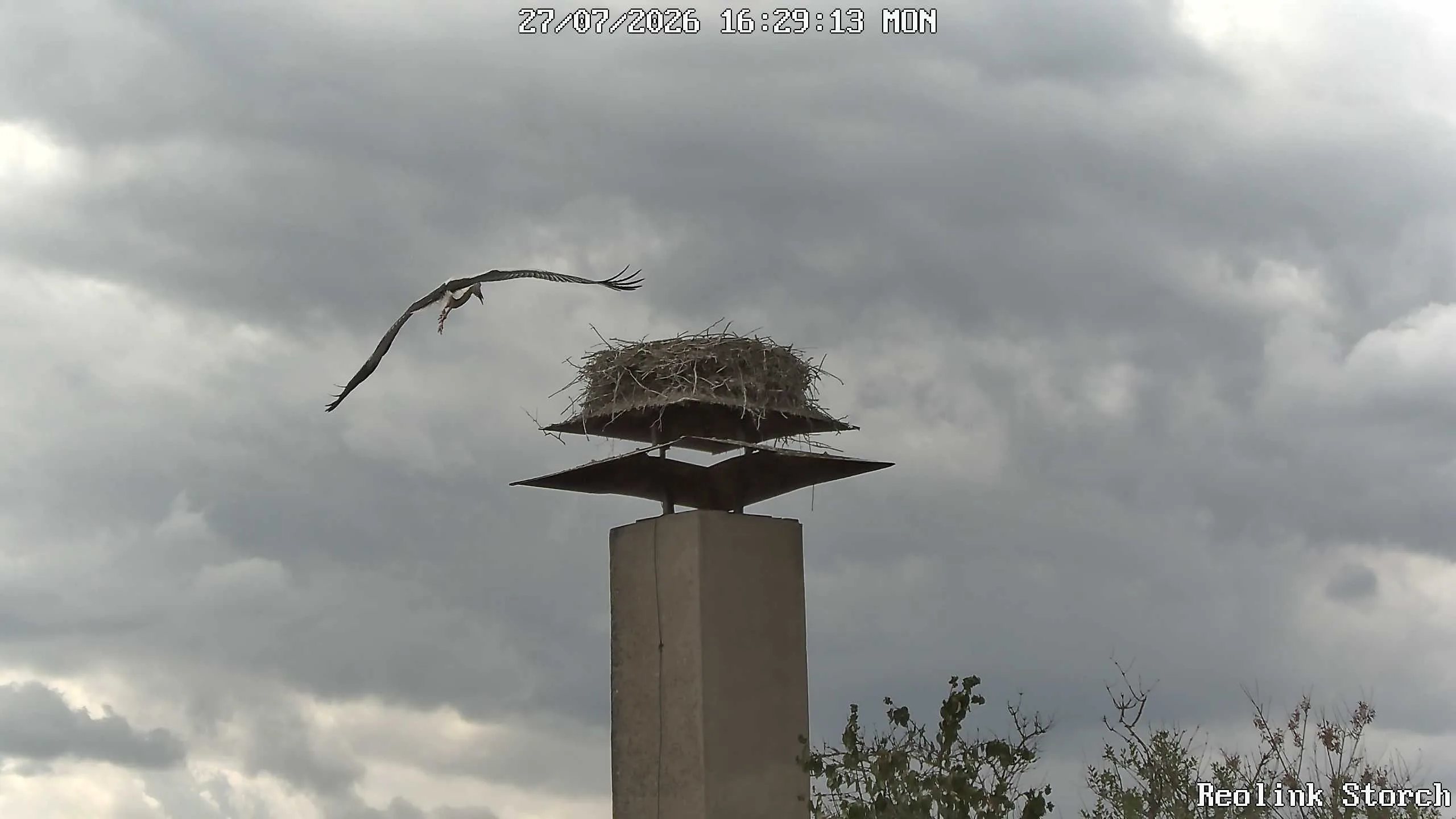 Storchencam Bild