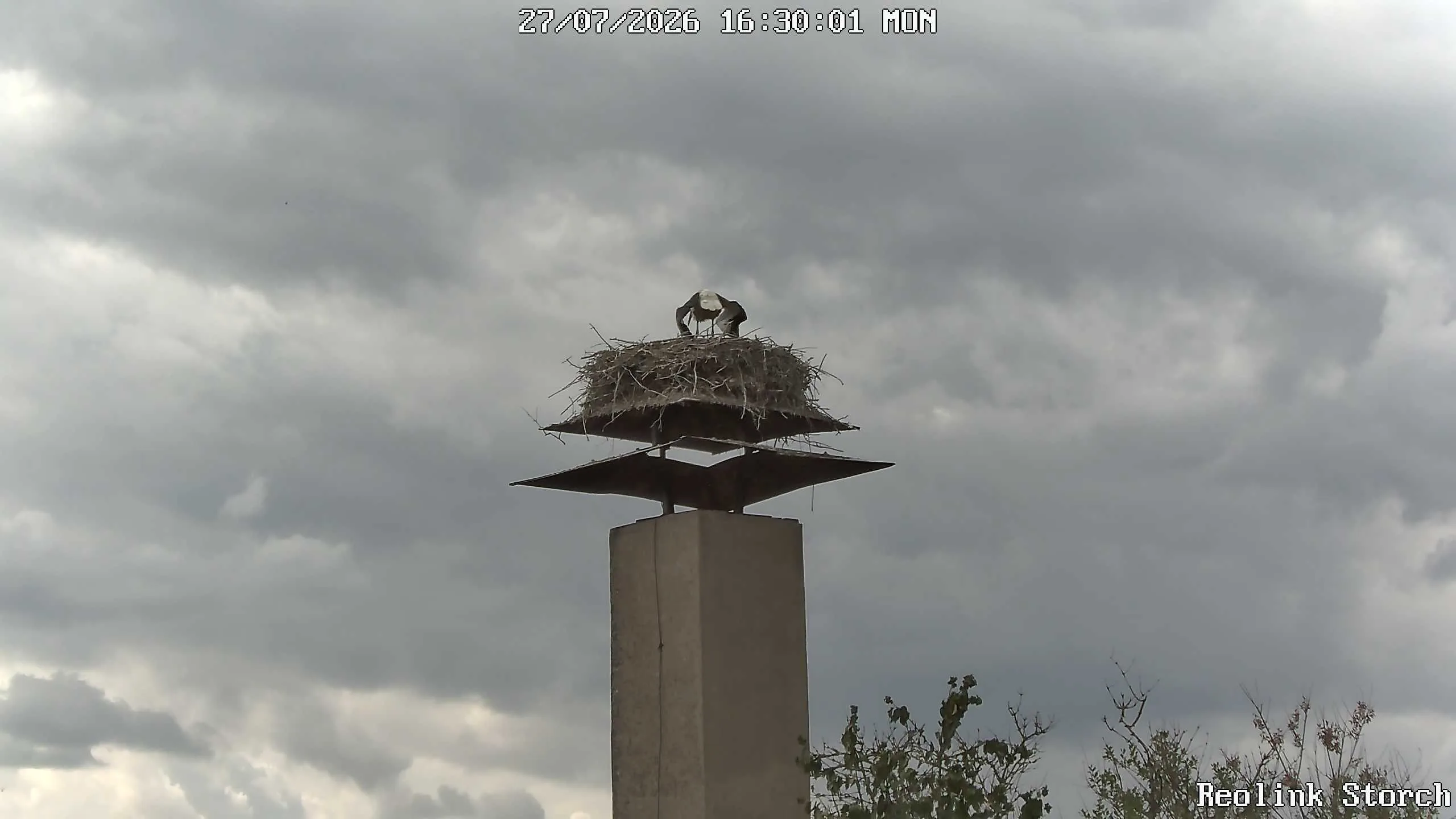 Storchencam Bild