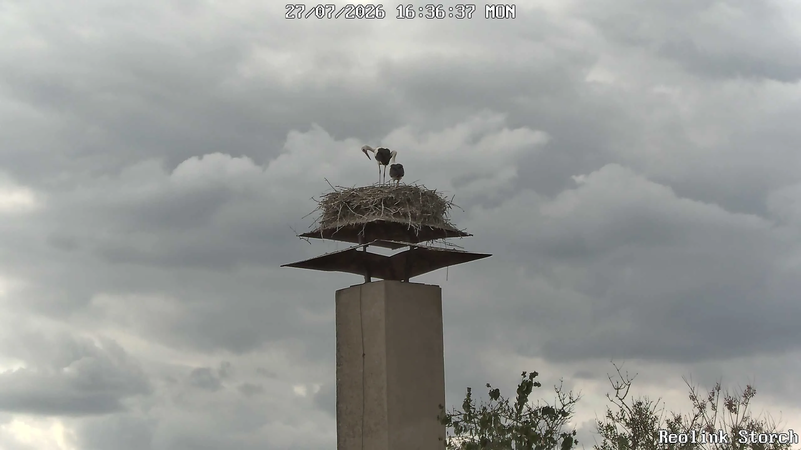 Storchencam Bild