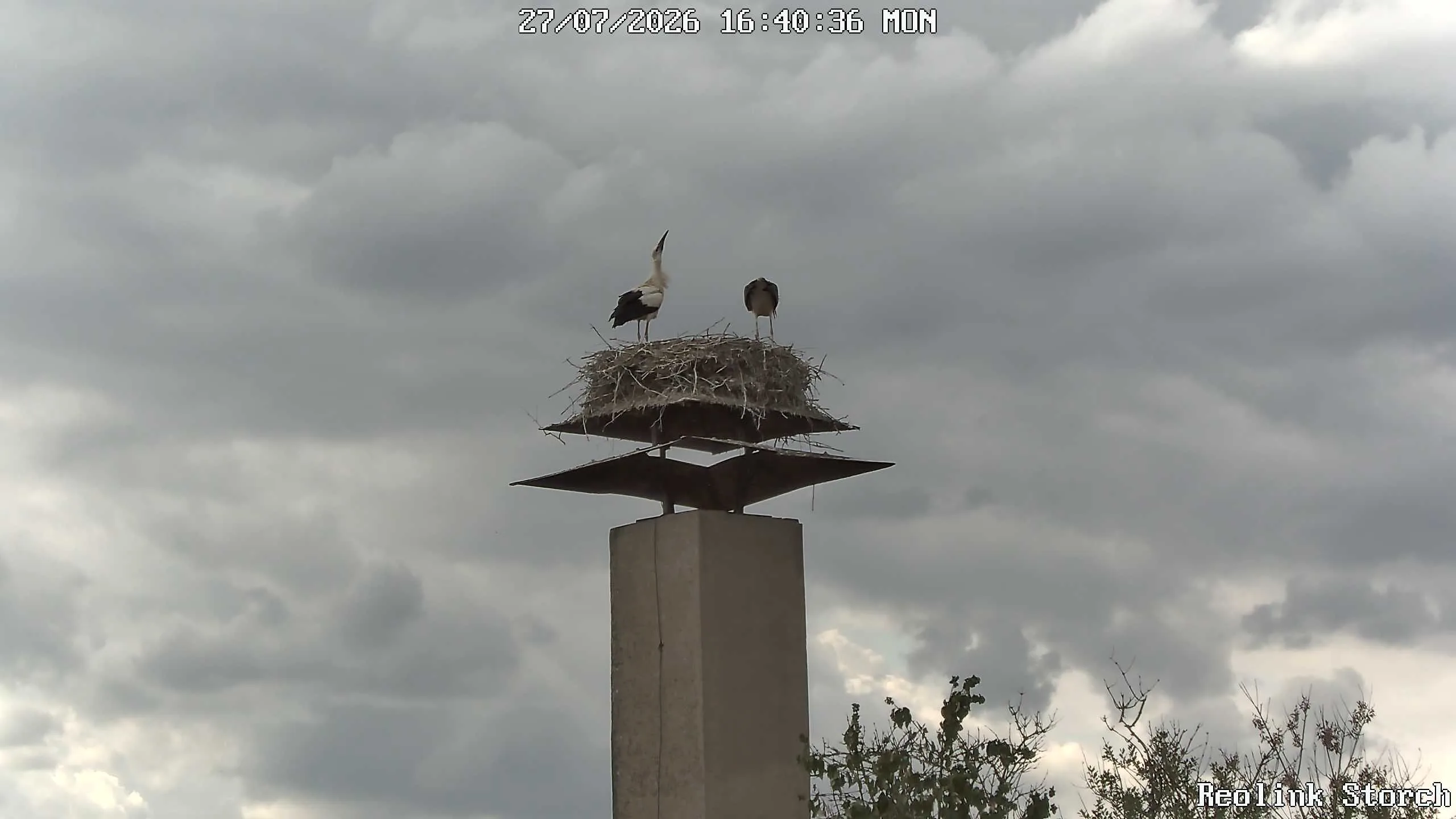 Storchencam Bild