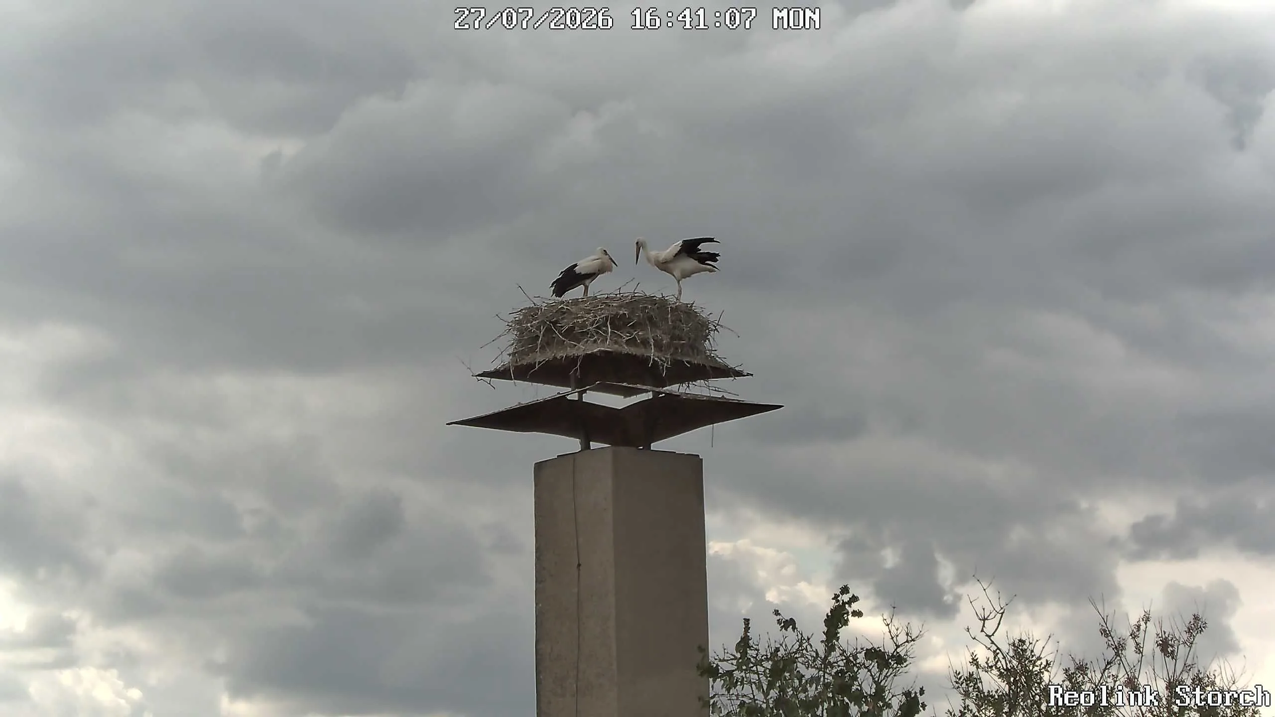 Storchencam Bild