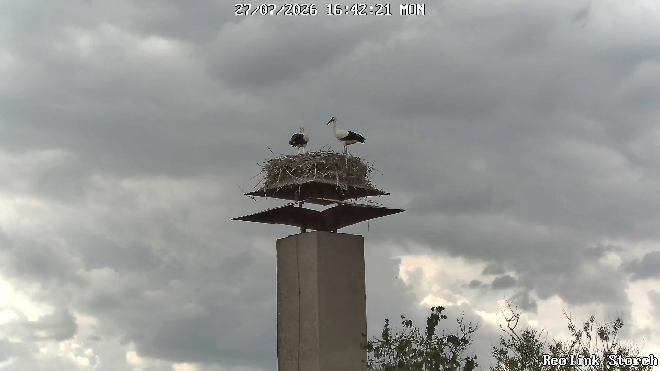 Storchencam Bild