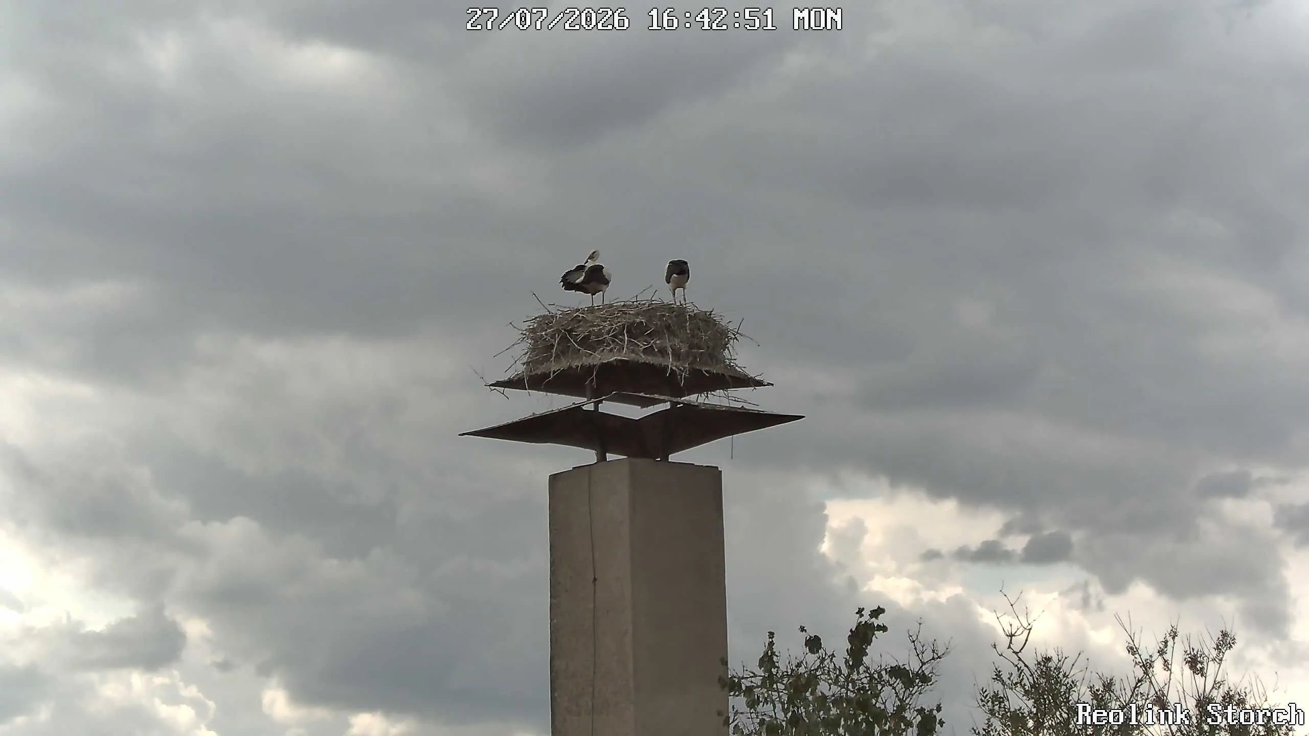 Storchencam Bild