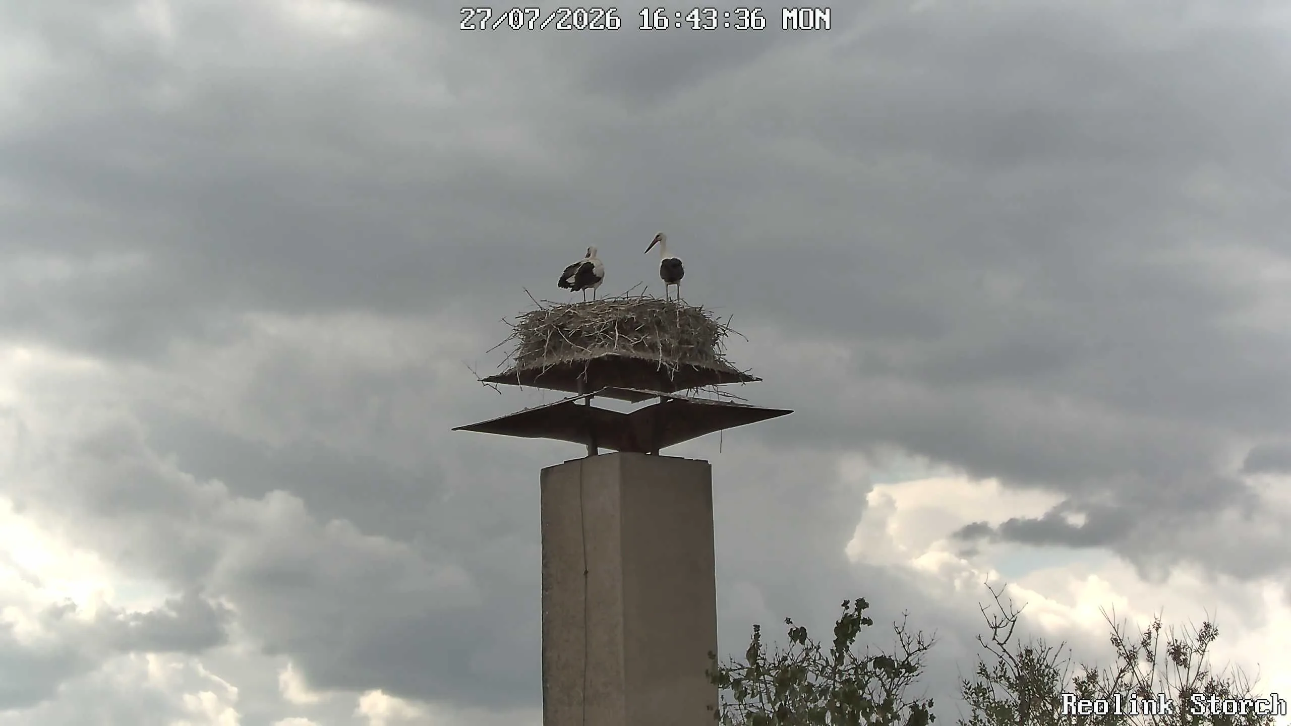 Storchencam Bild