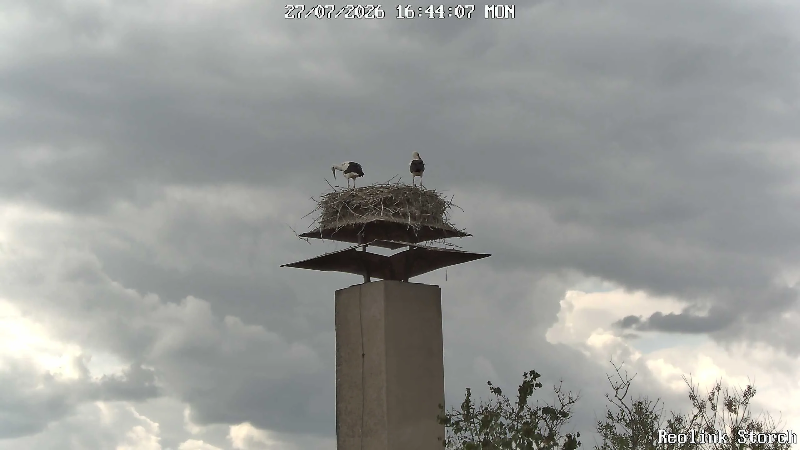 Storchencam Bild