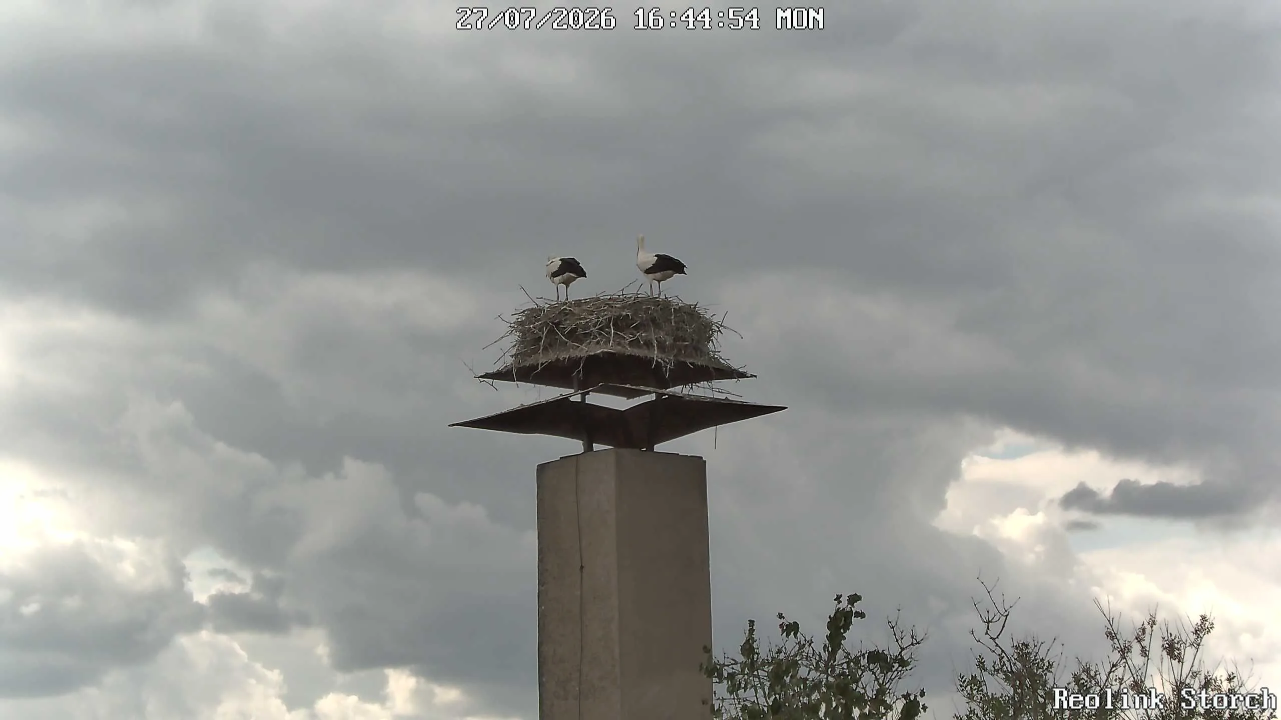 Storchencam Bild