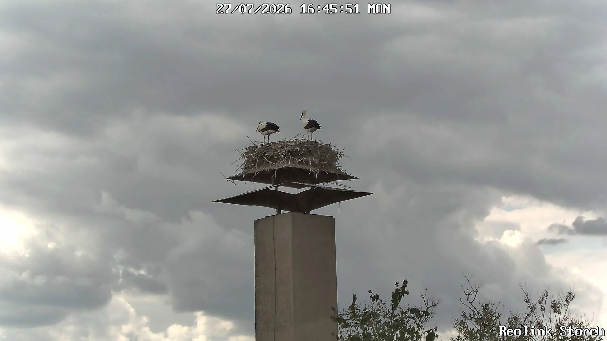 Storchencam Bild