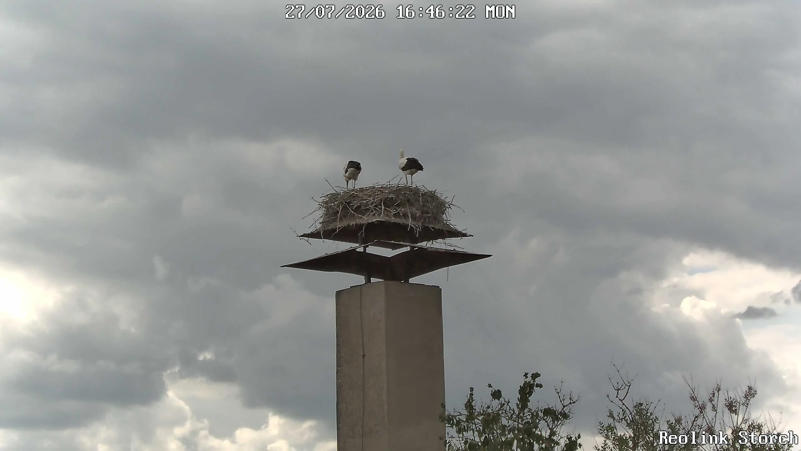 Storchencam Bild