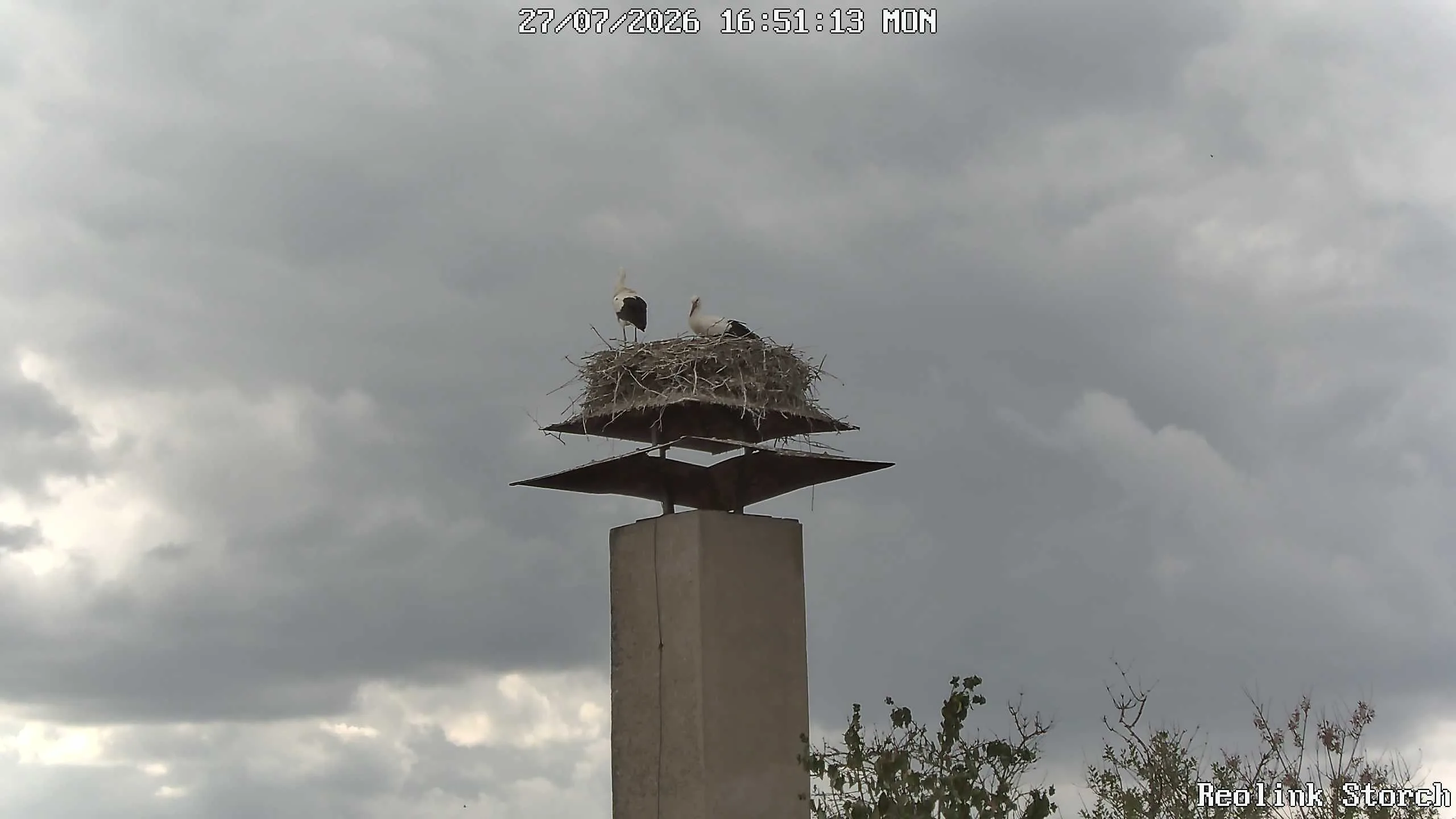 Storchencam Bild