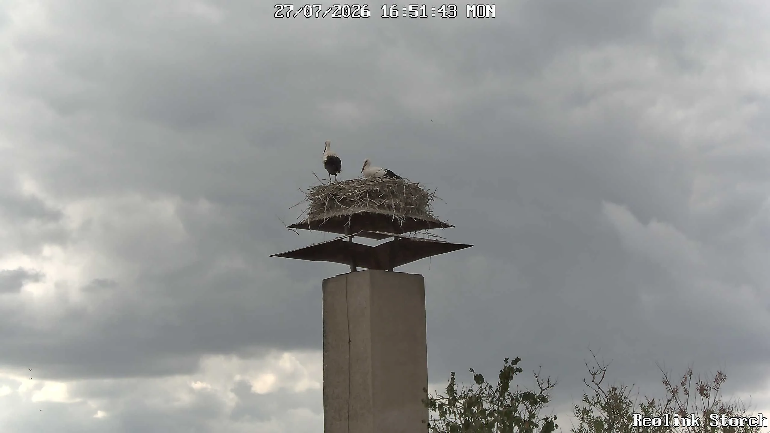 Storchencam Bild