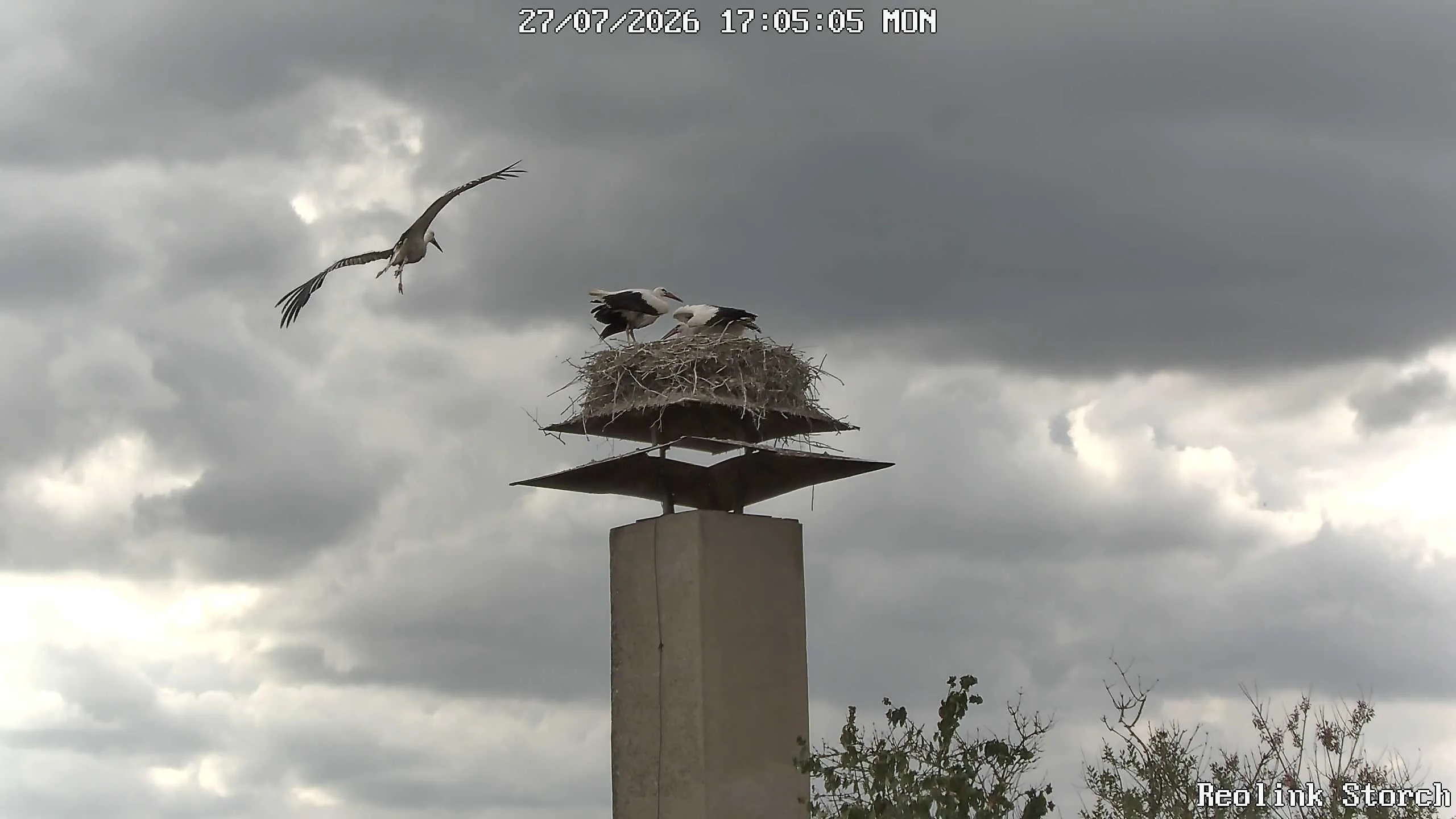 Storchencam Bild