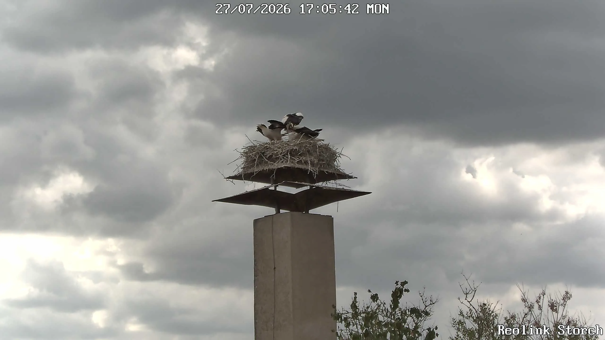 Storchencam Bild