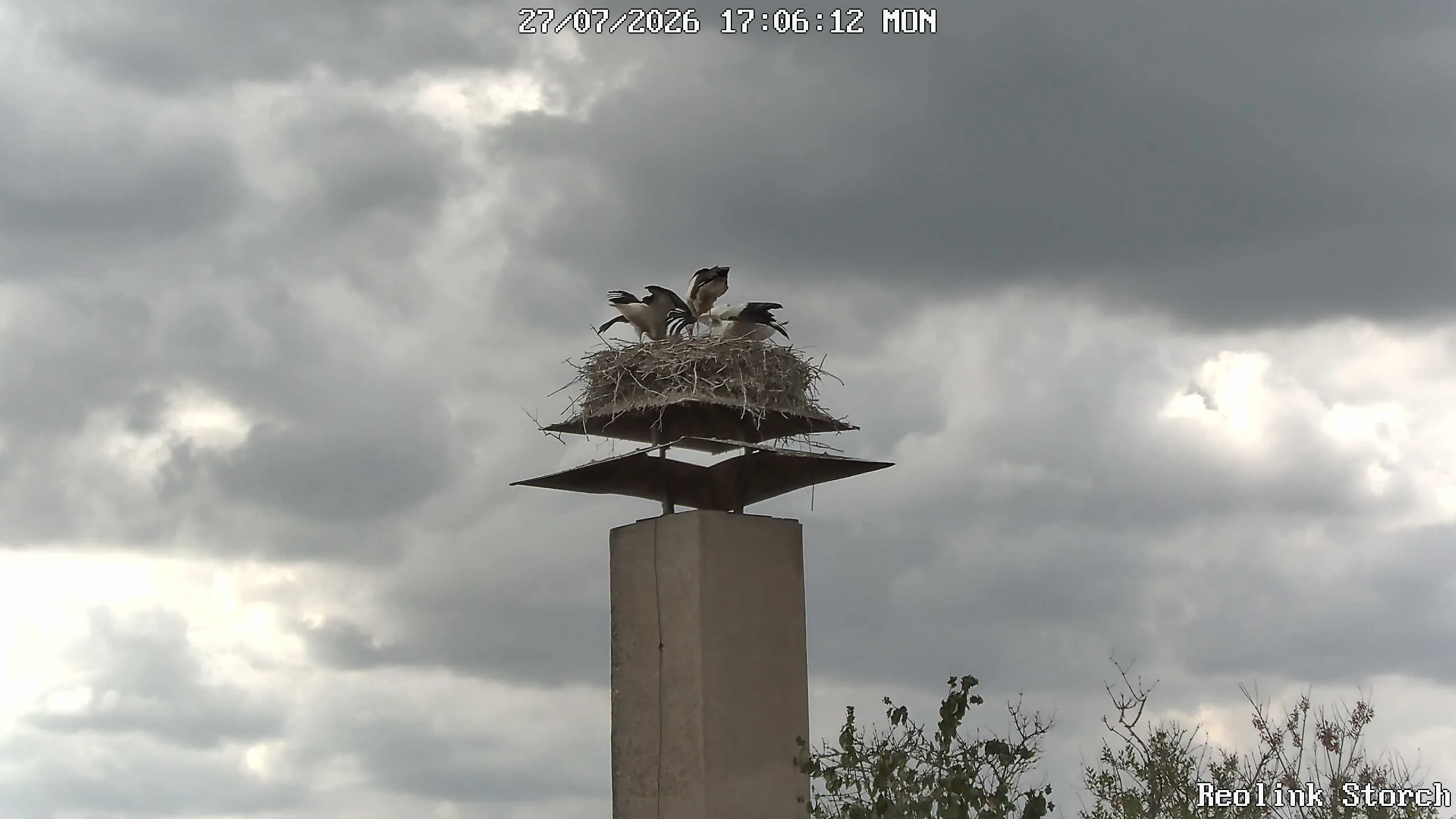 Storchencam Bild