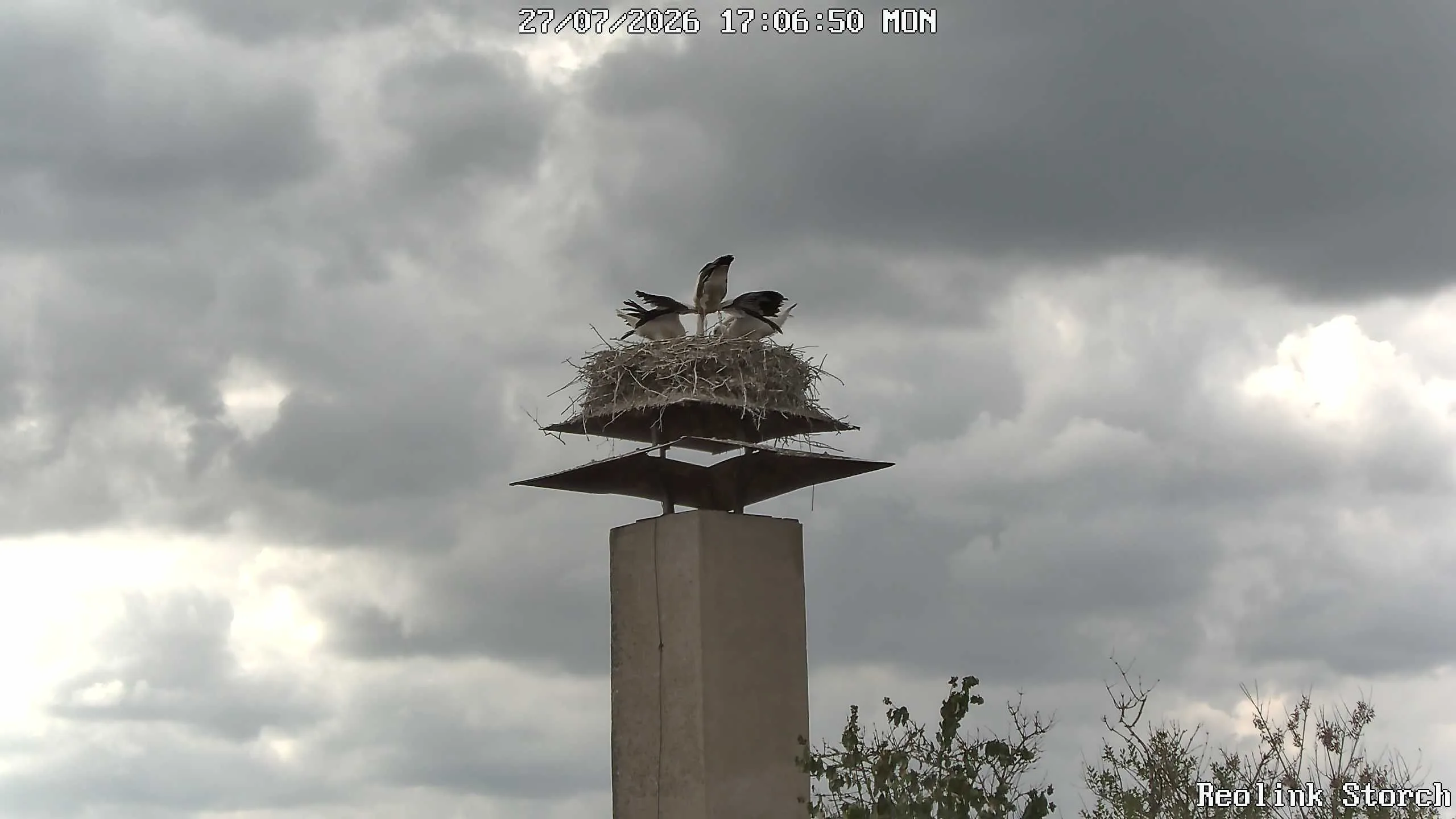Storchencam Bild