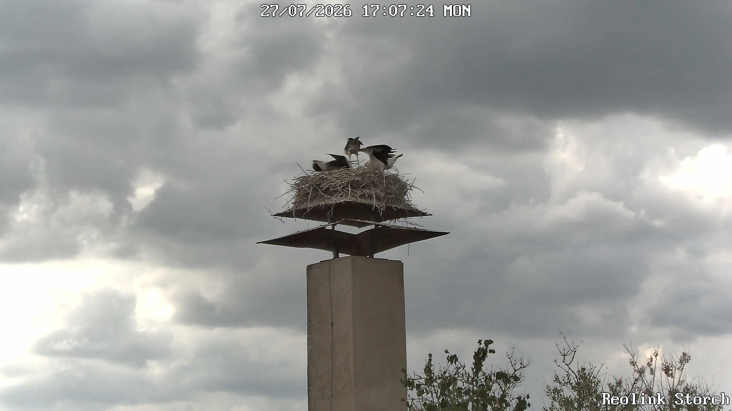 Storchencam Bild