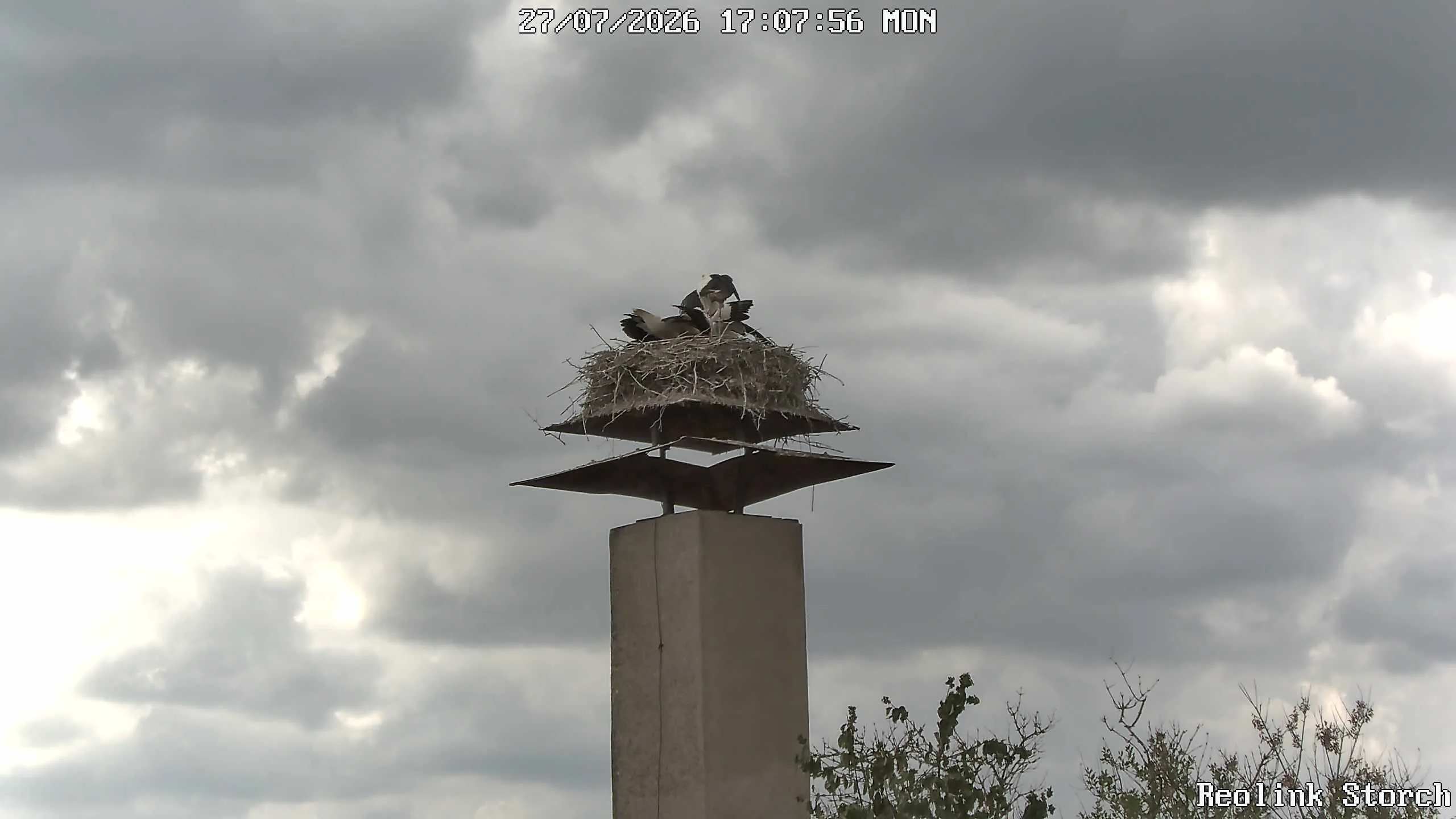 Storchencam Bild