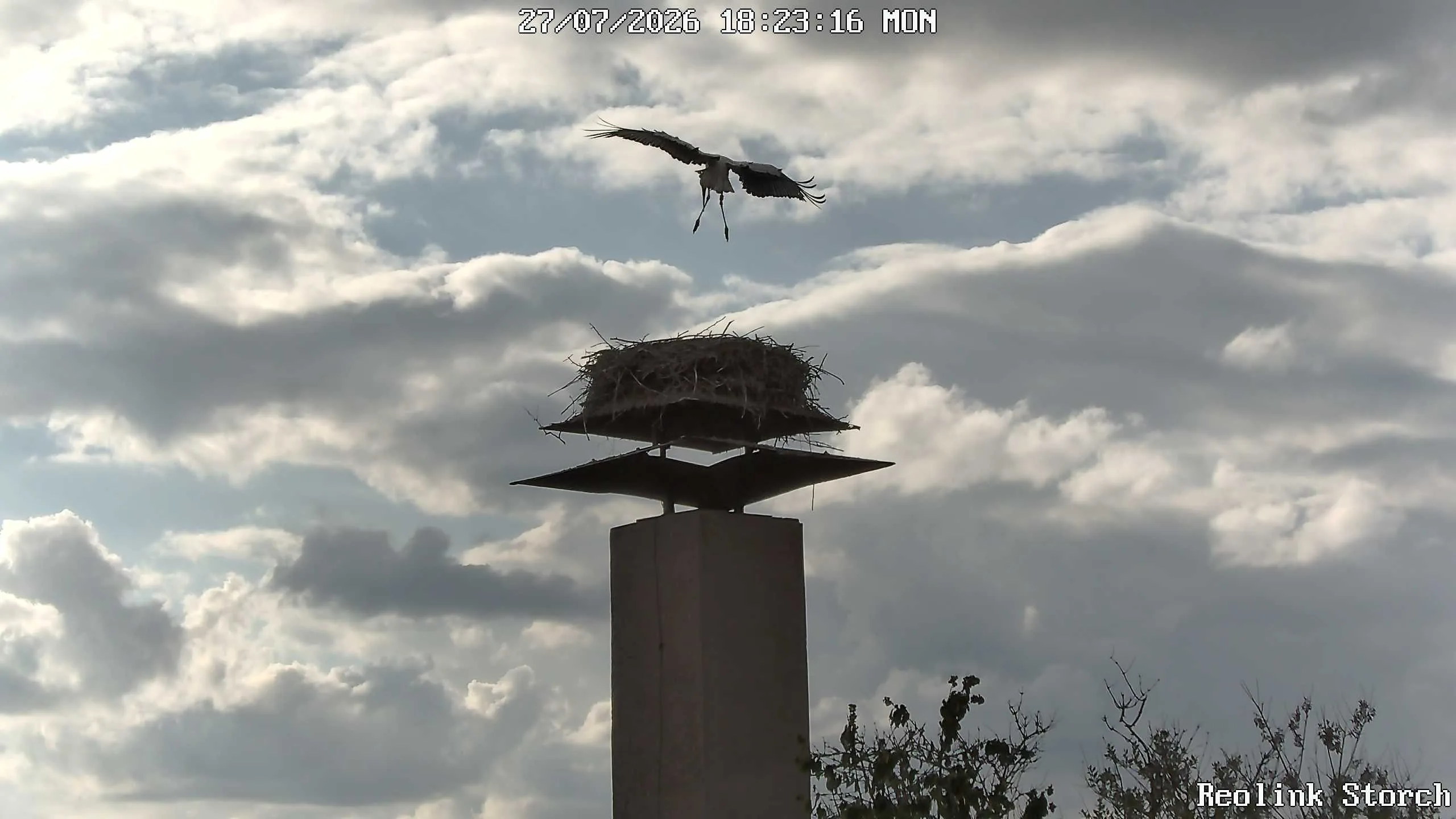 Storchencam Bild