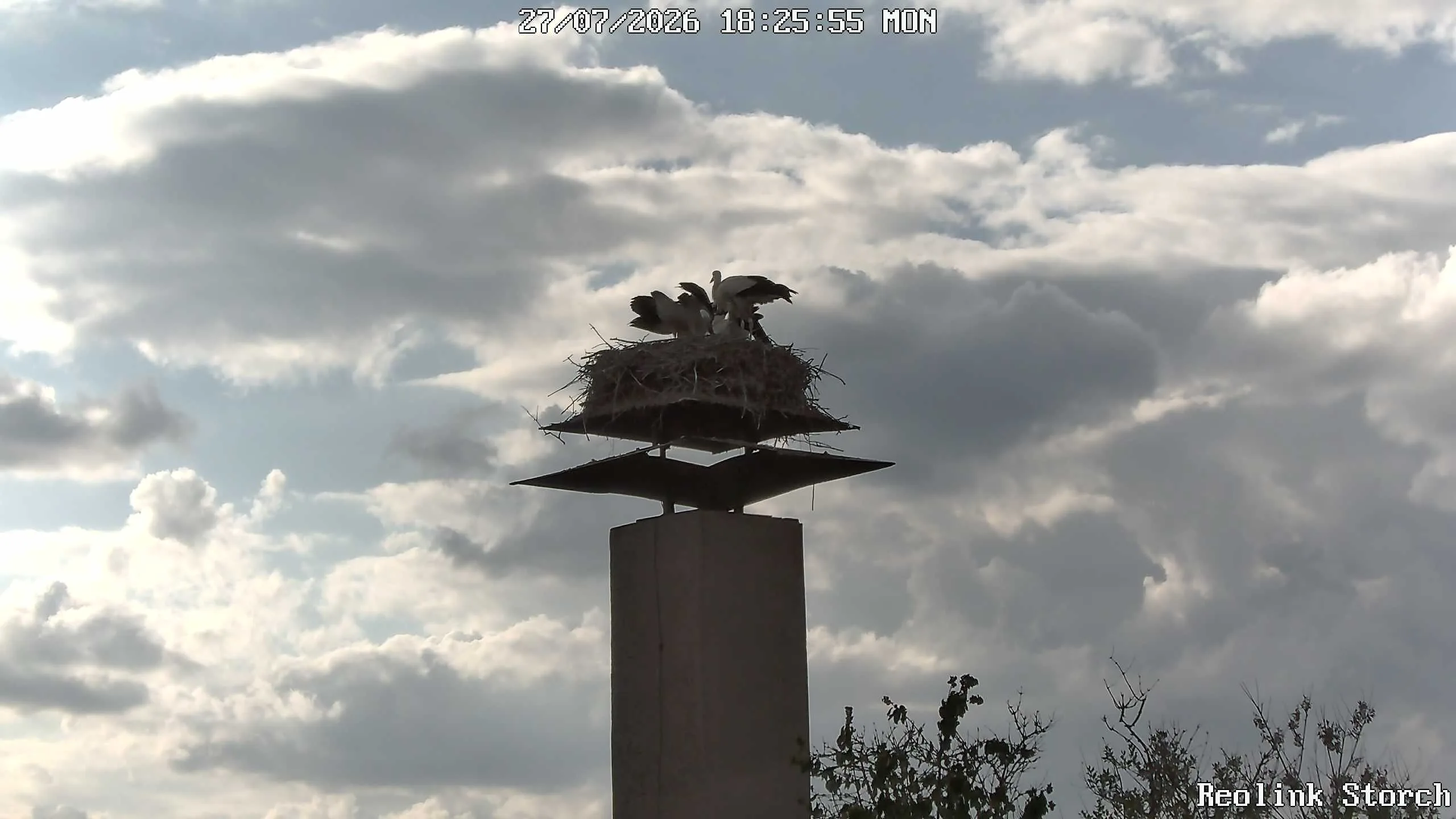 Storchencam Bild