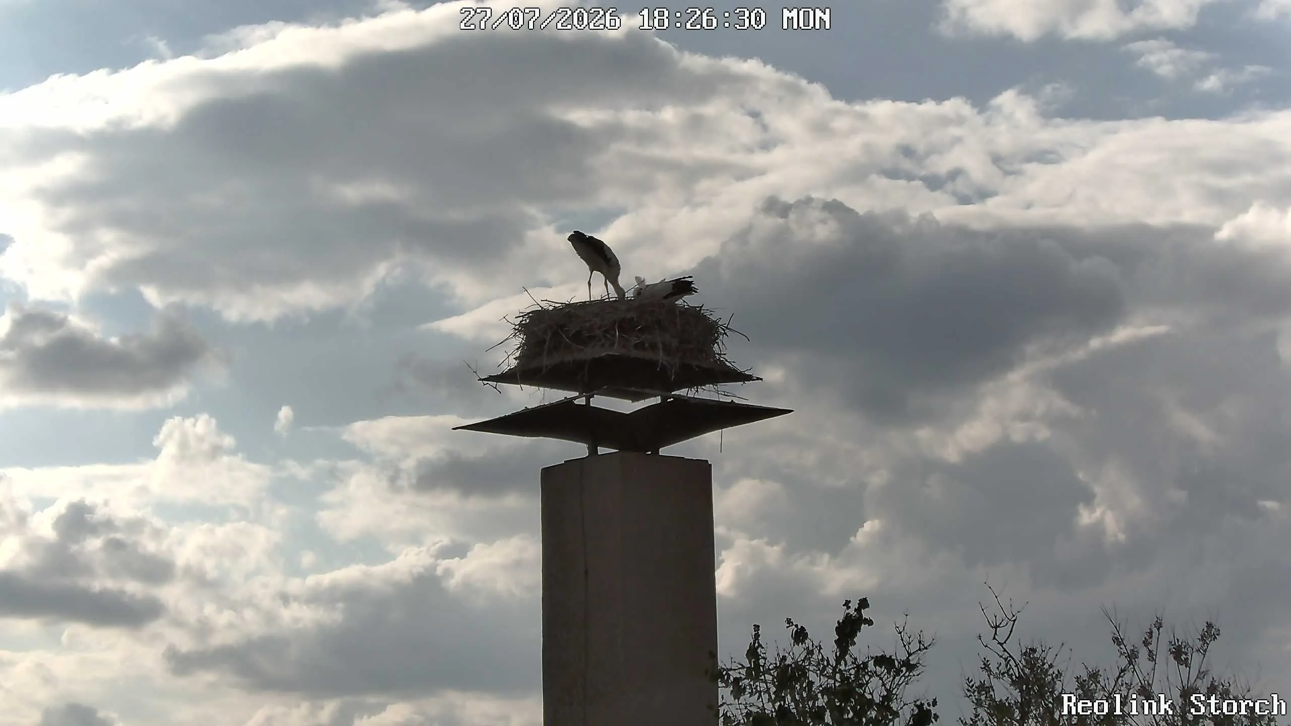 Storchencam Bild