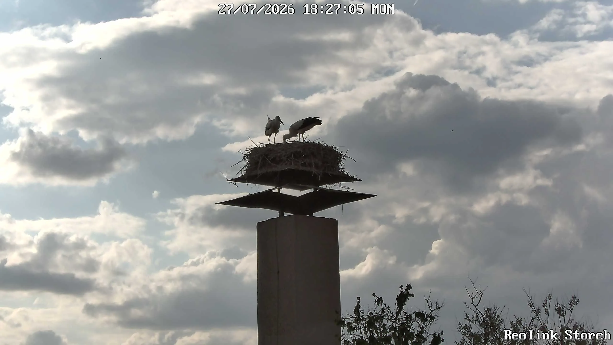 Storchencam Bild