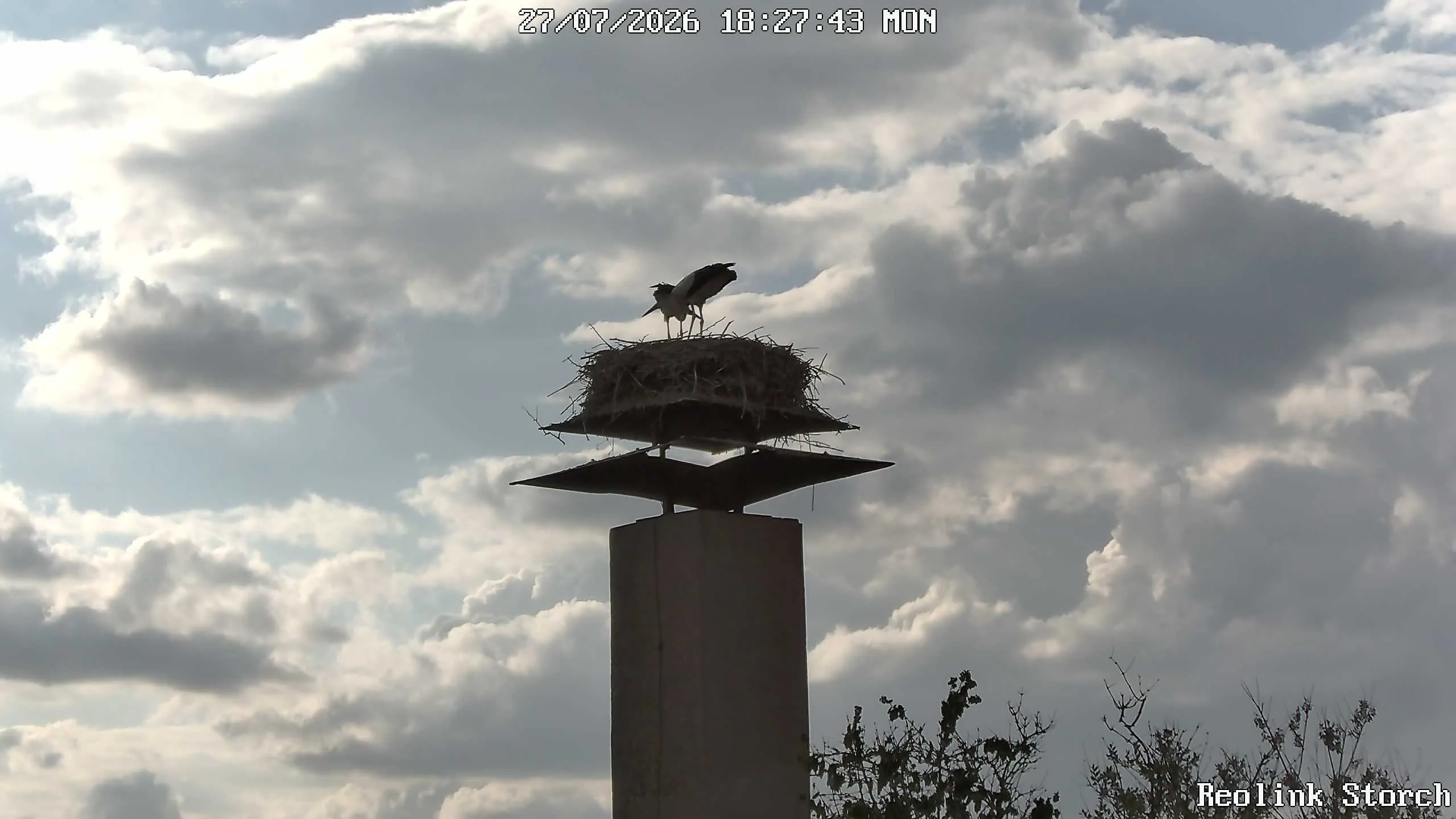 Storchencam Bild
