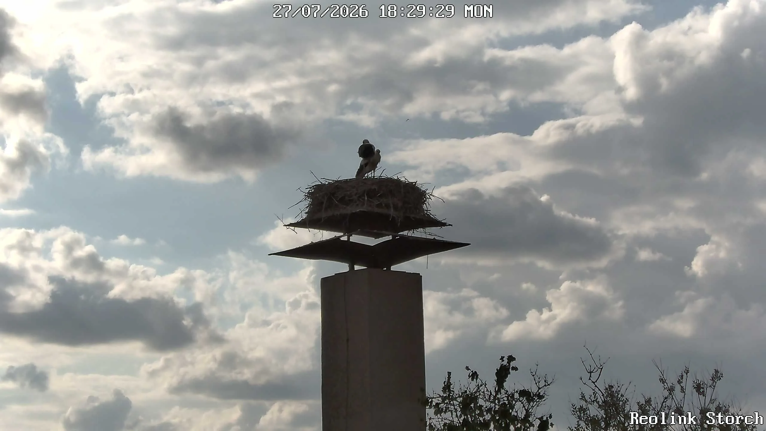 Storchencam Bild