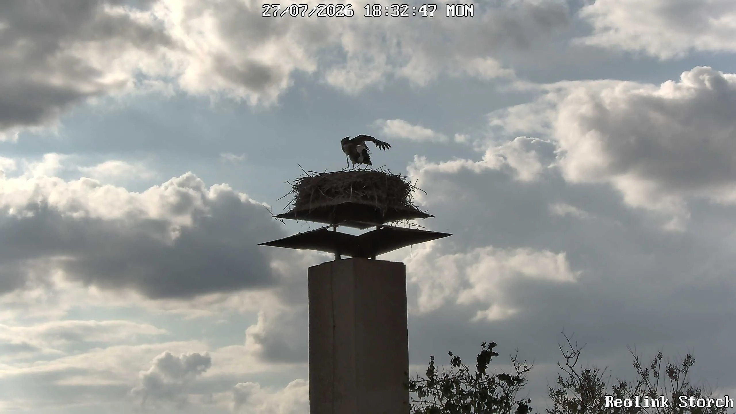 Storchencam Bild