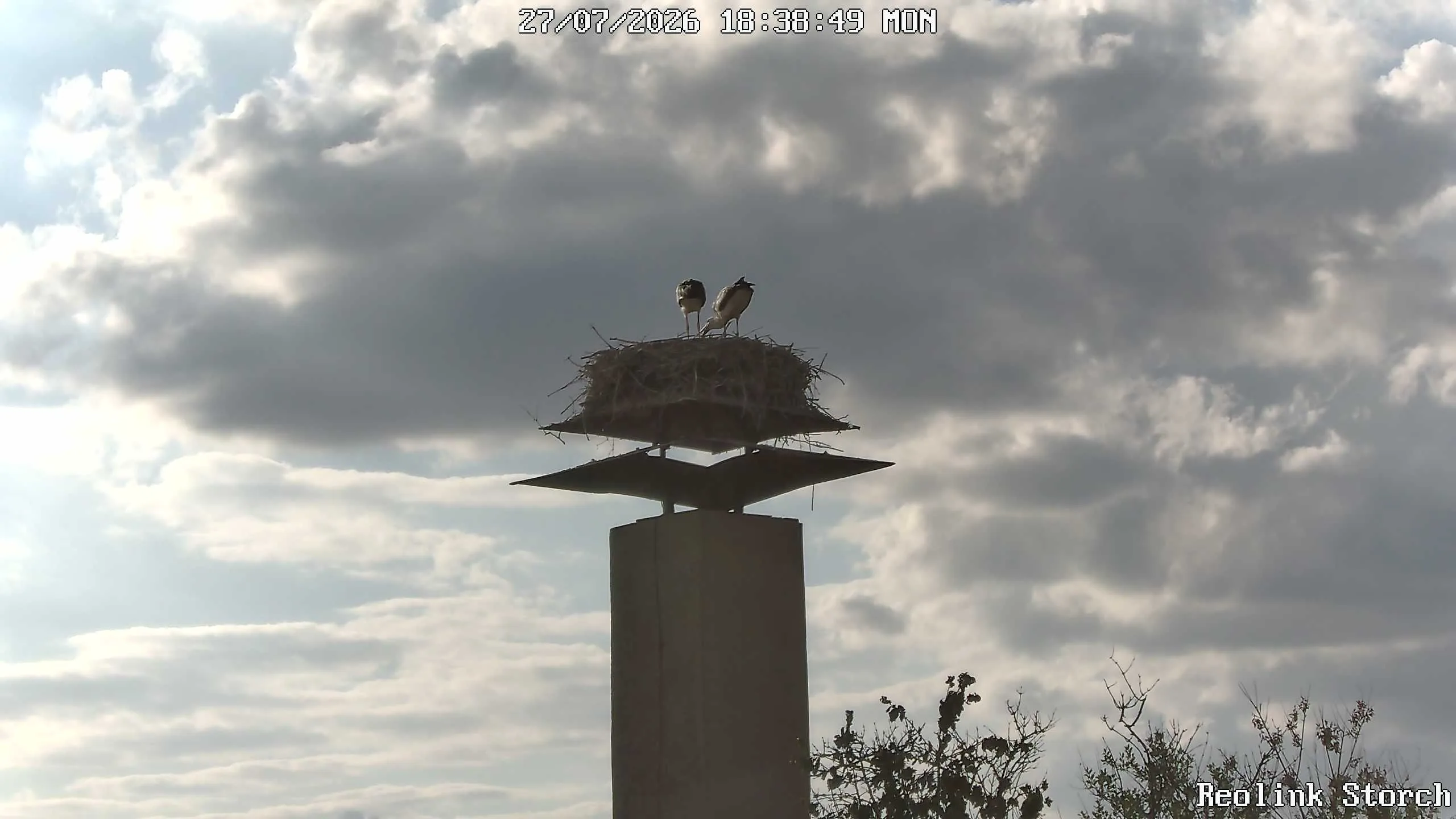 Storchencam Bild