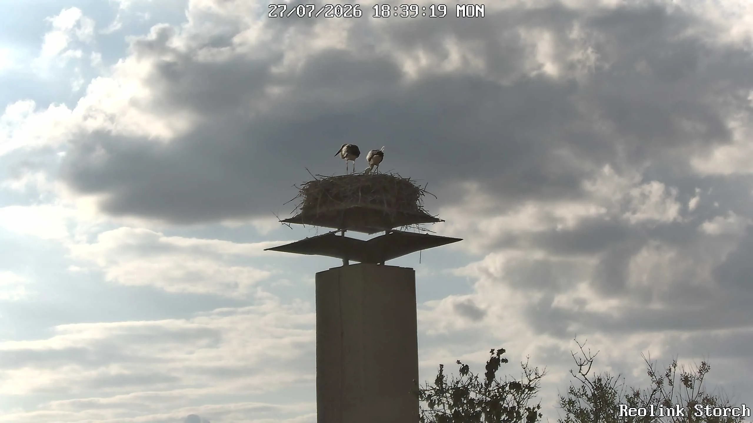 Storchencam Bild