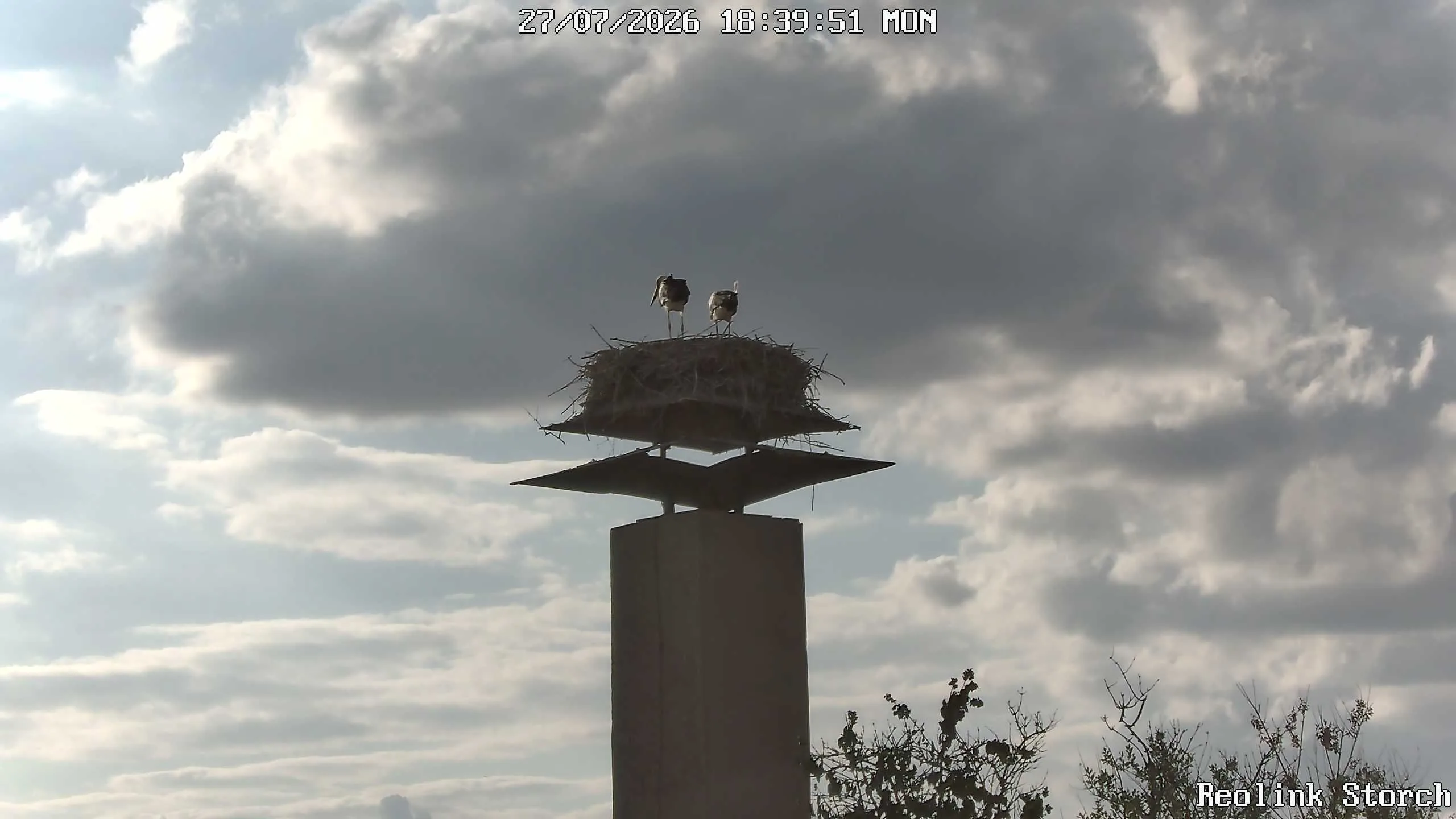 Storchencam Bild