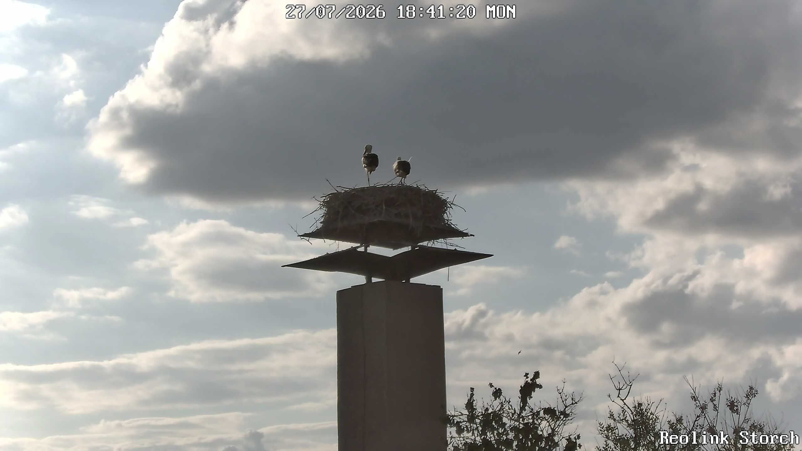 Storchencam Bild