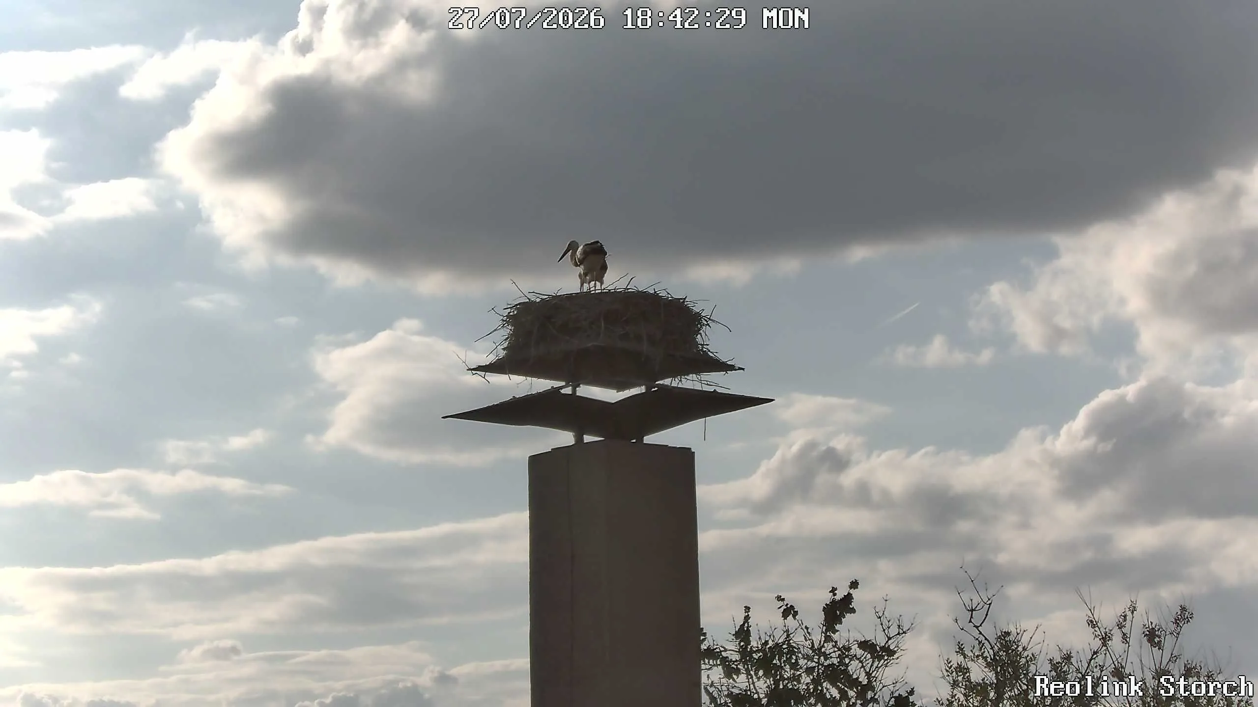 Storchencam Bild