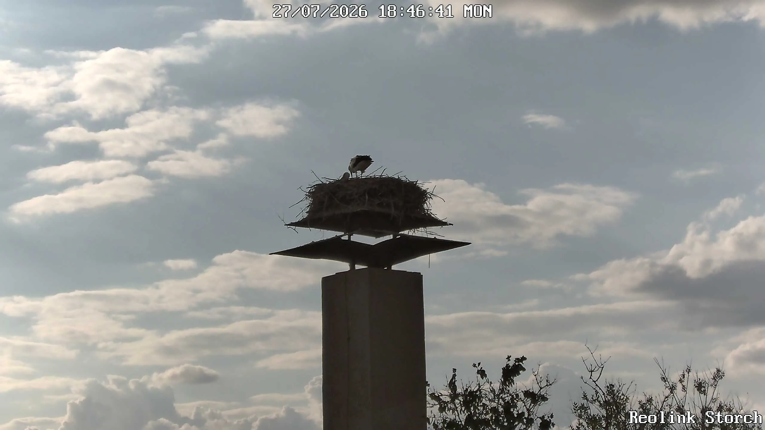 Storchencam Bild