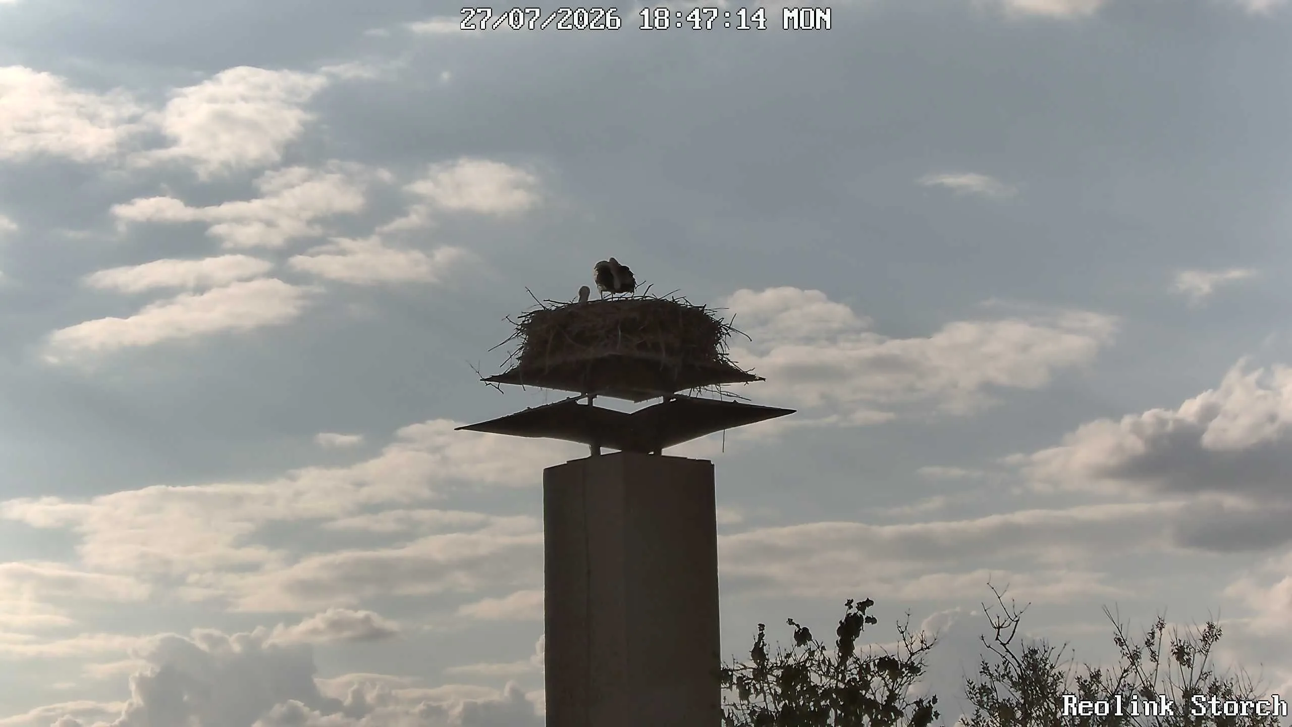 Storchencam Bild