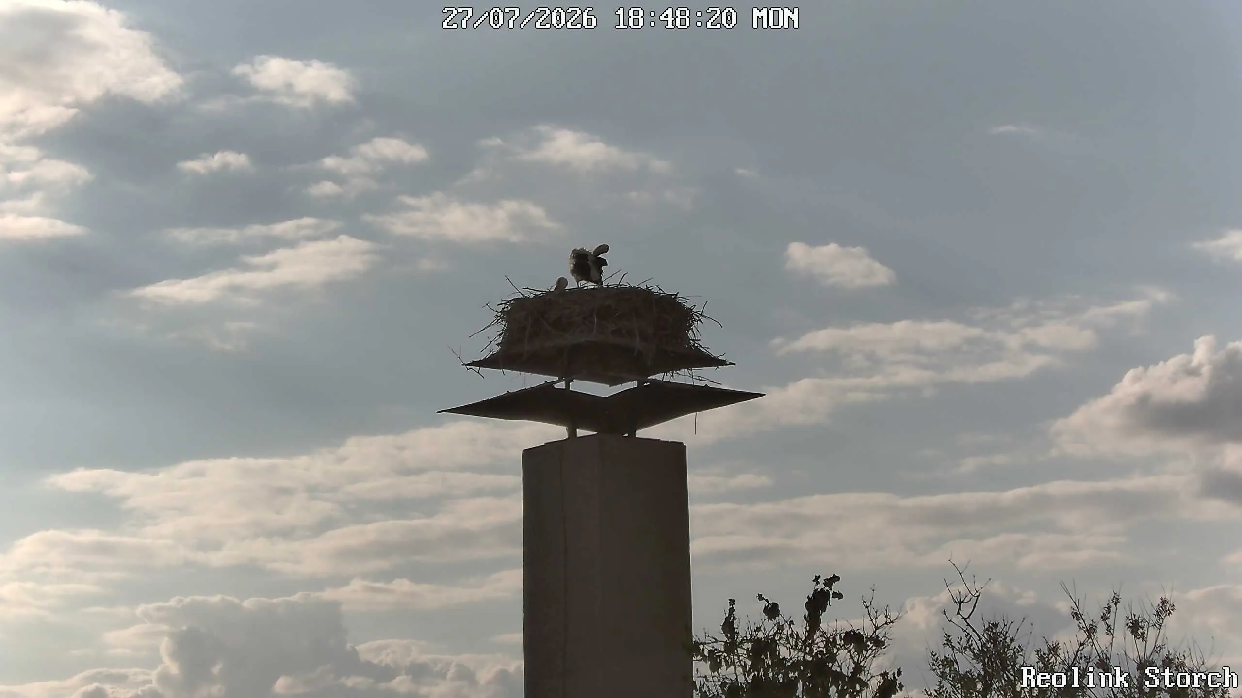 Storchencam Bild