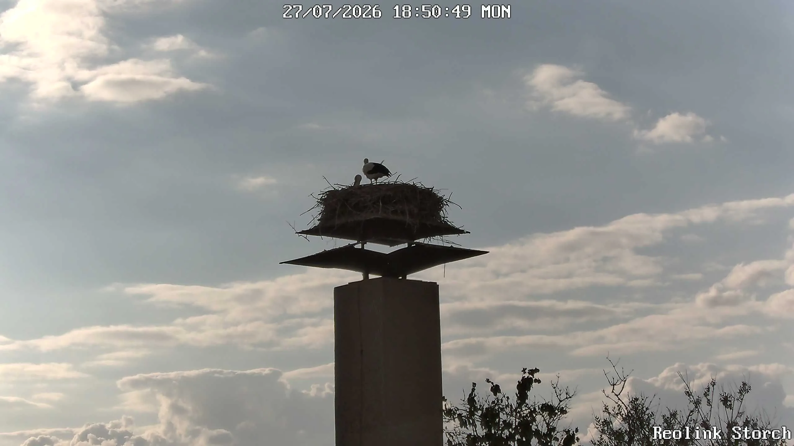 Storchencam Bild