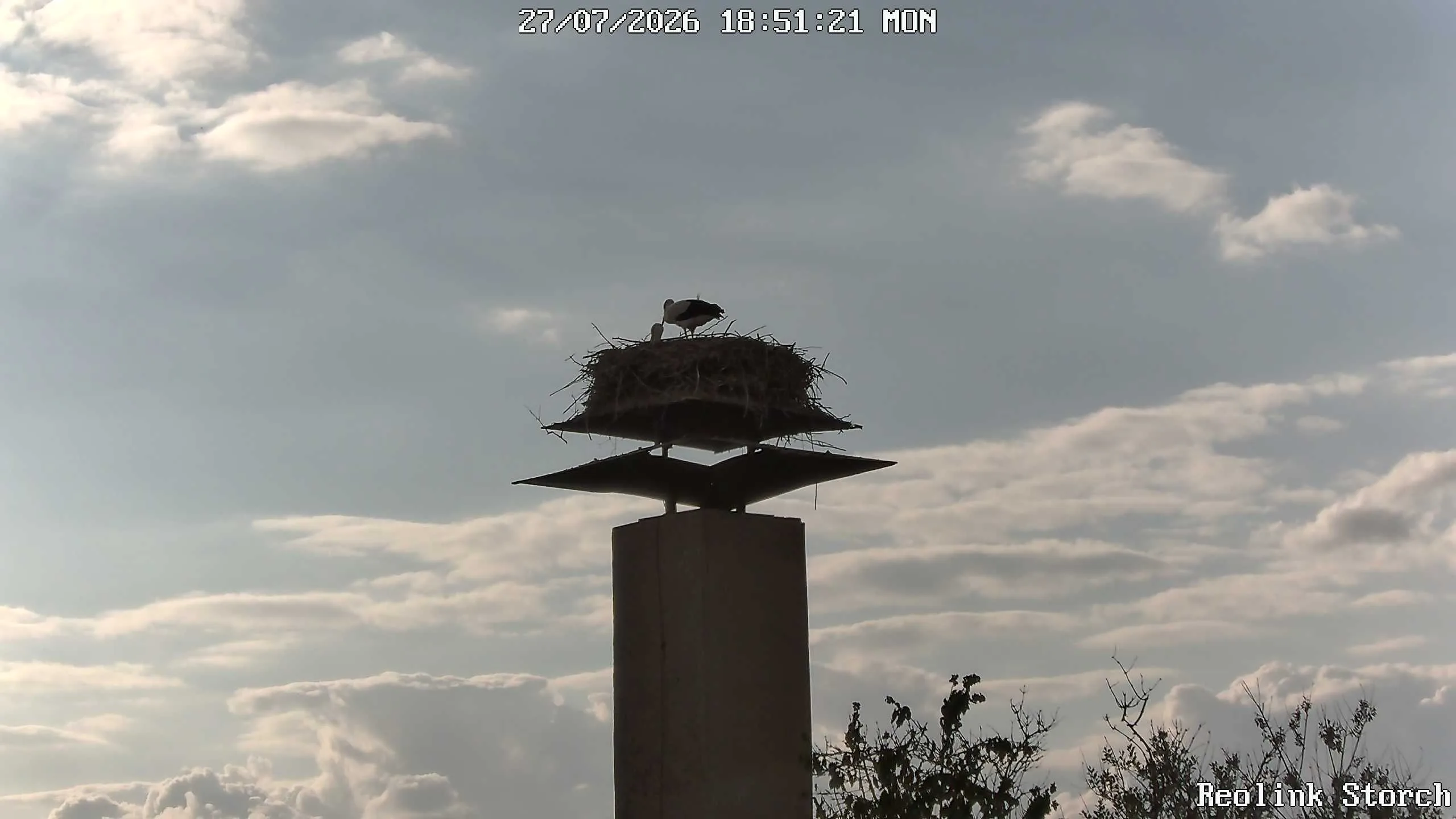 Storchencam Bild
